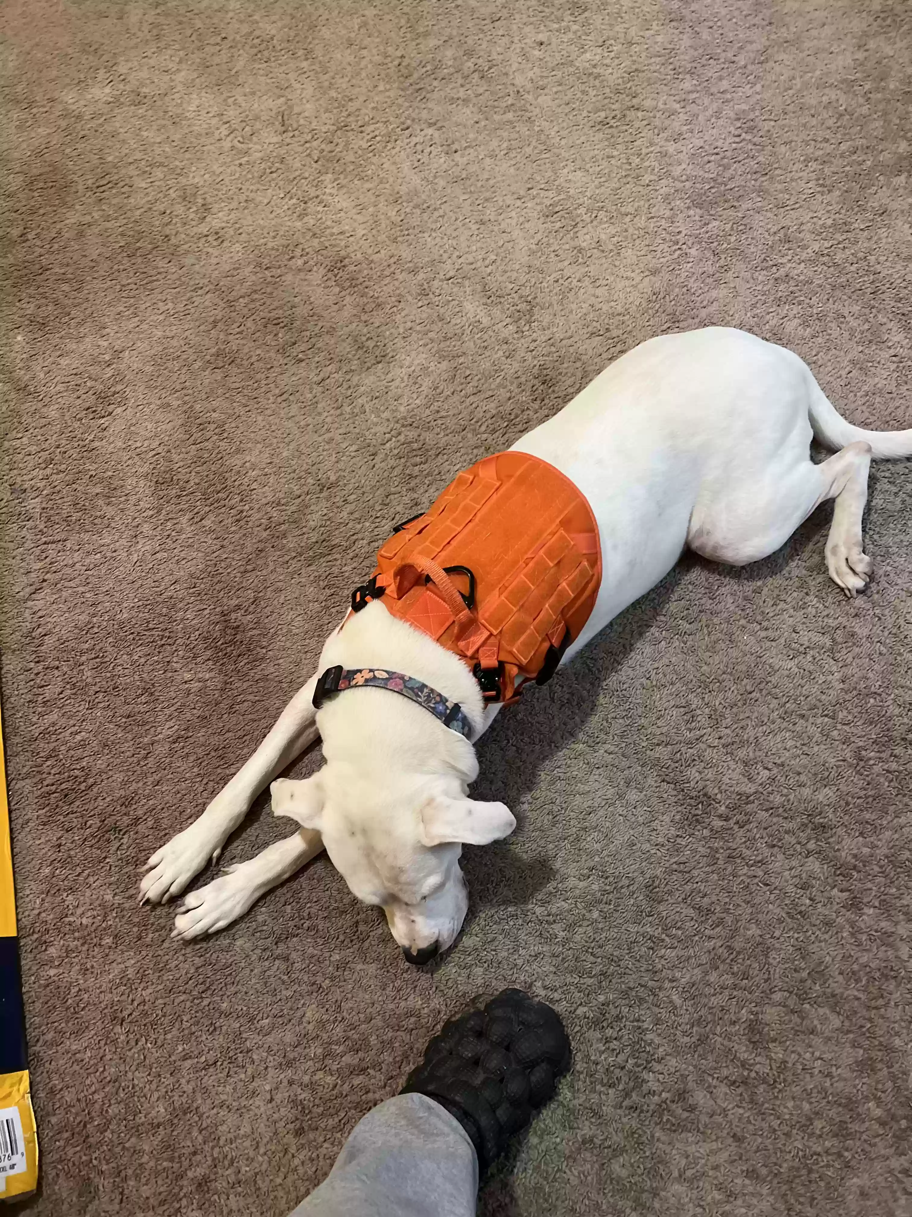 adoptable Dog in Lithonia,GA named Blanka