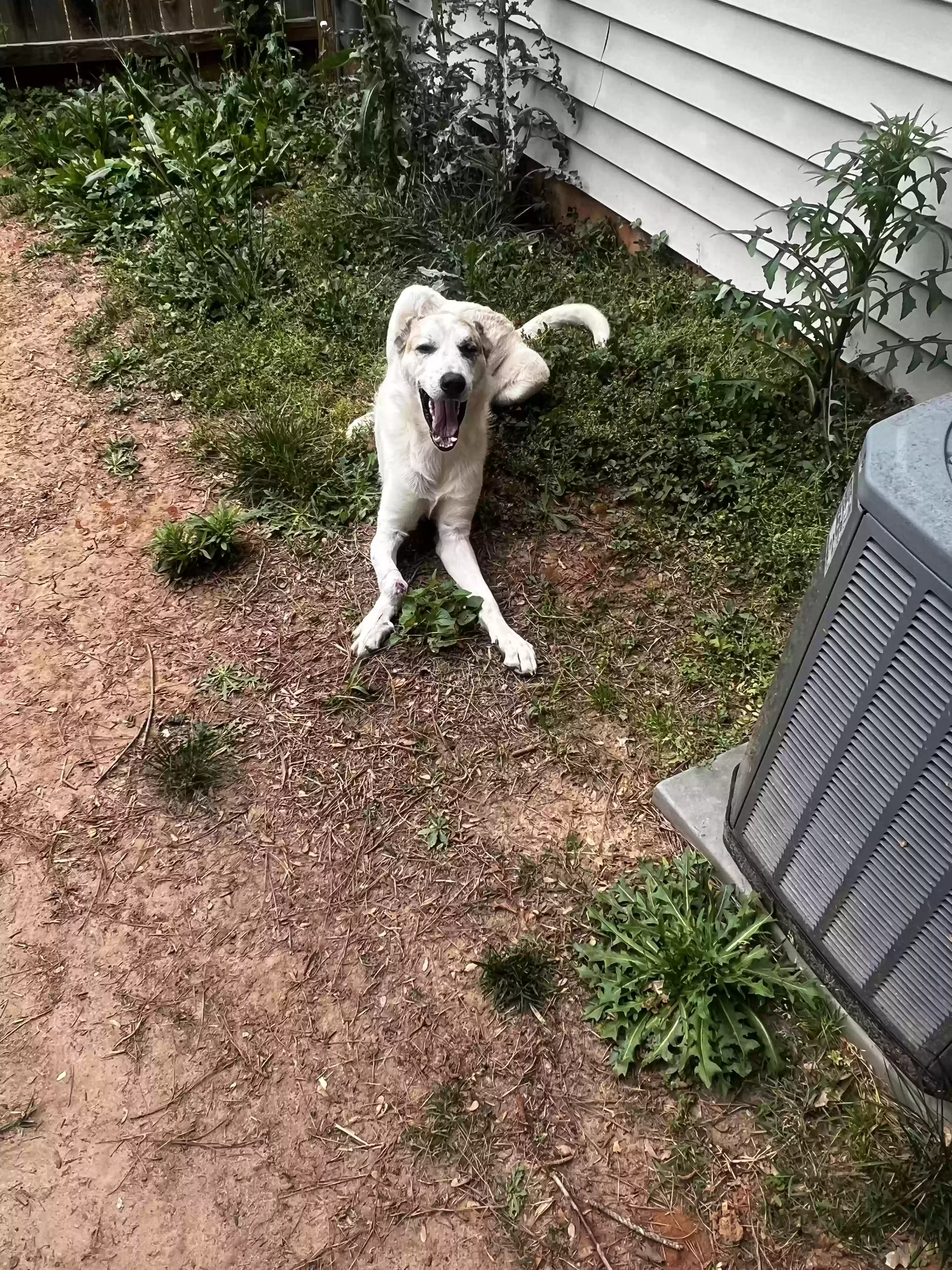 adoptable Dog in Atlanta,GA named Mars