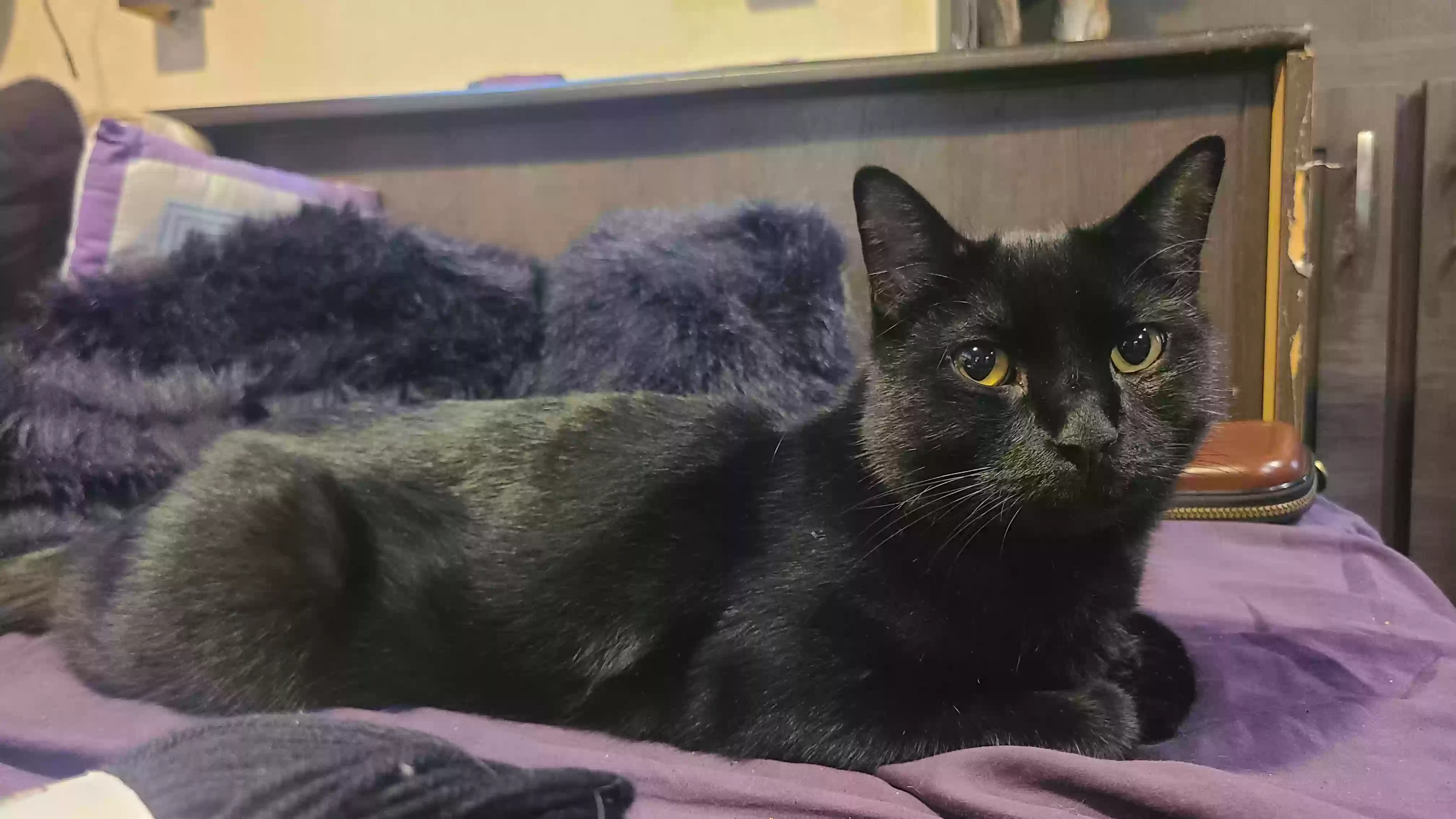 adoptable Cat in Larkspur,CO named Beni