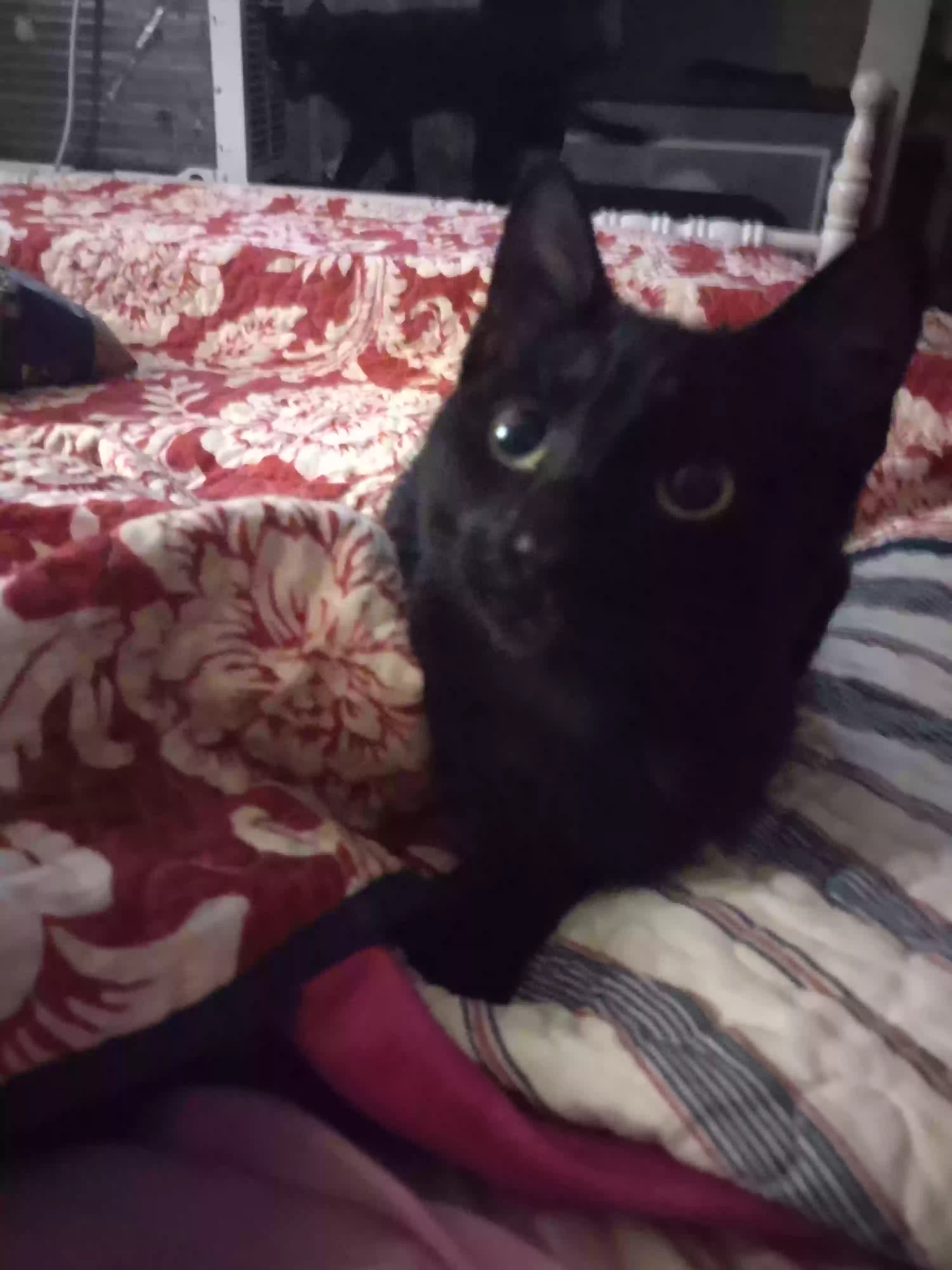 adoptable Cat in Hoquiam,WA named Mickey and Minnie