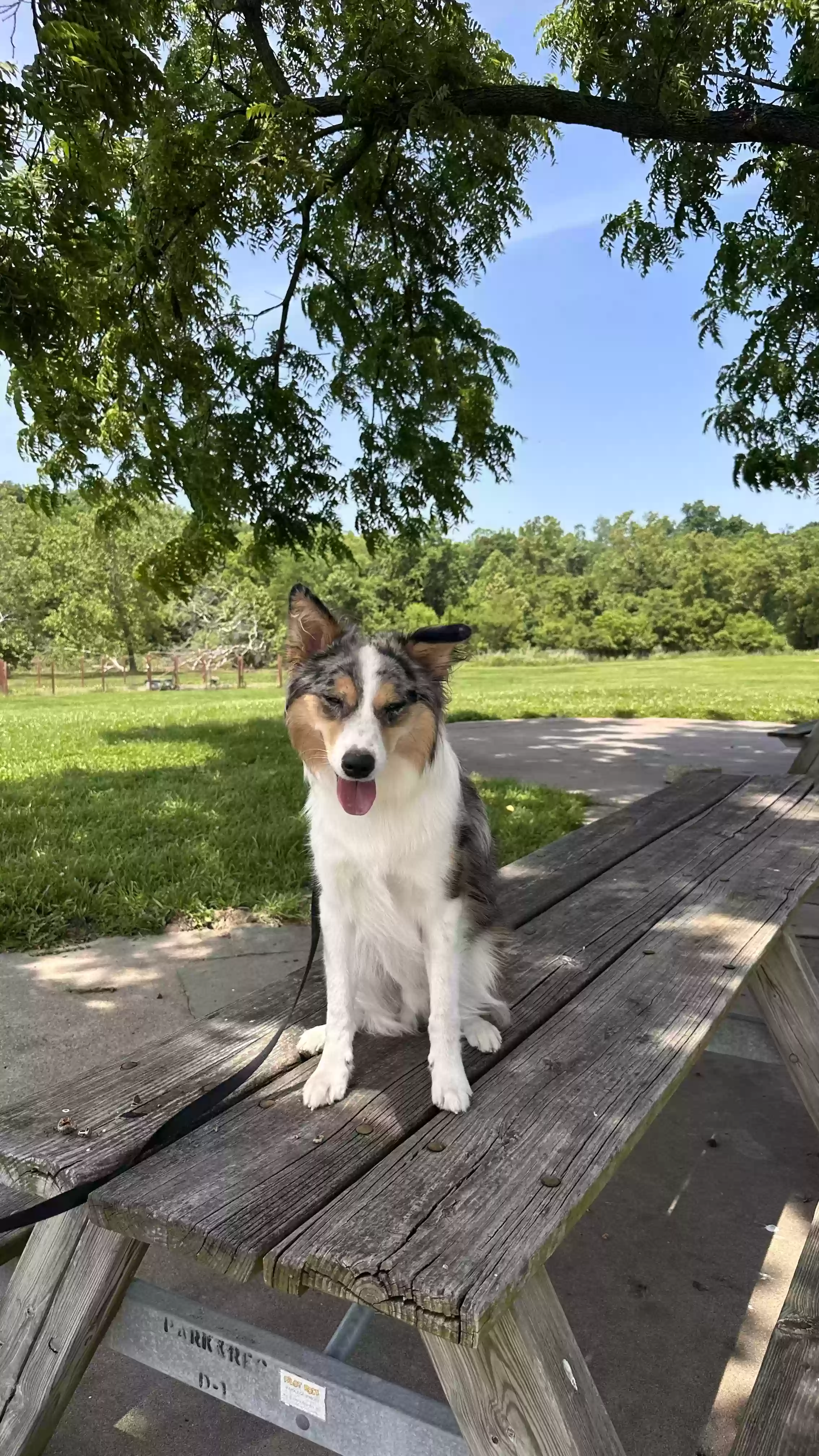 adoptable Dog in Kansas City,MO named Bruno