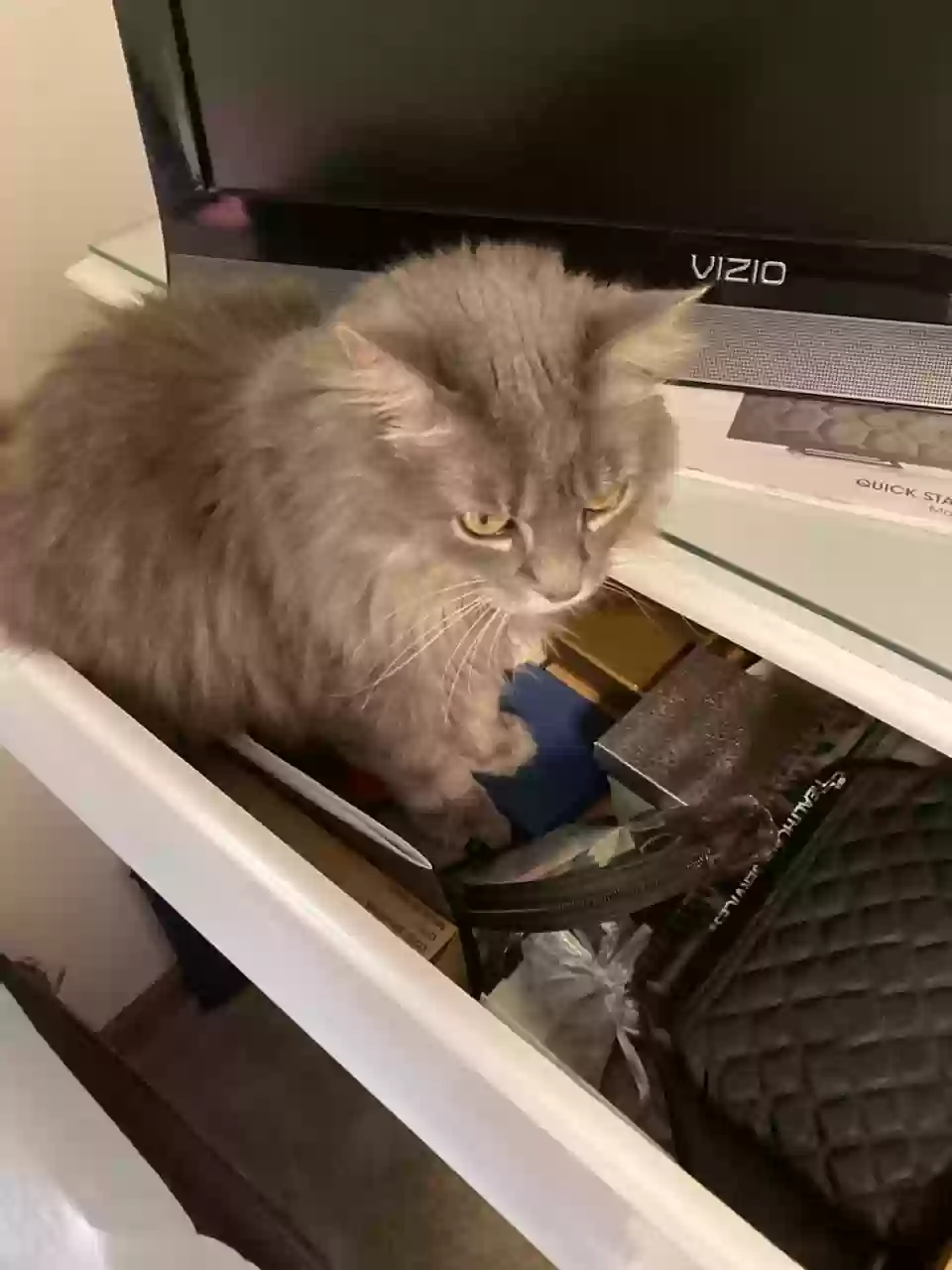 adoptable Cat in Canal Winchester,OH named Miss Kitty