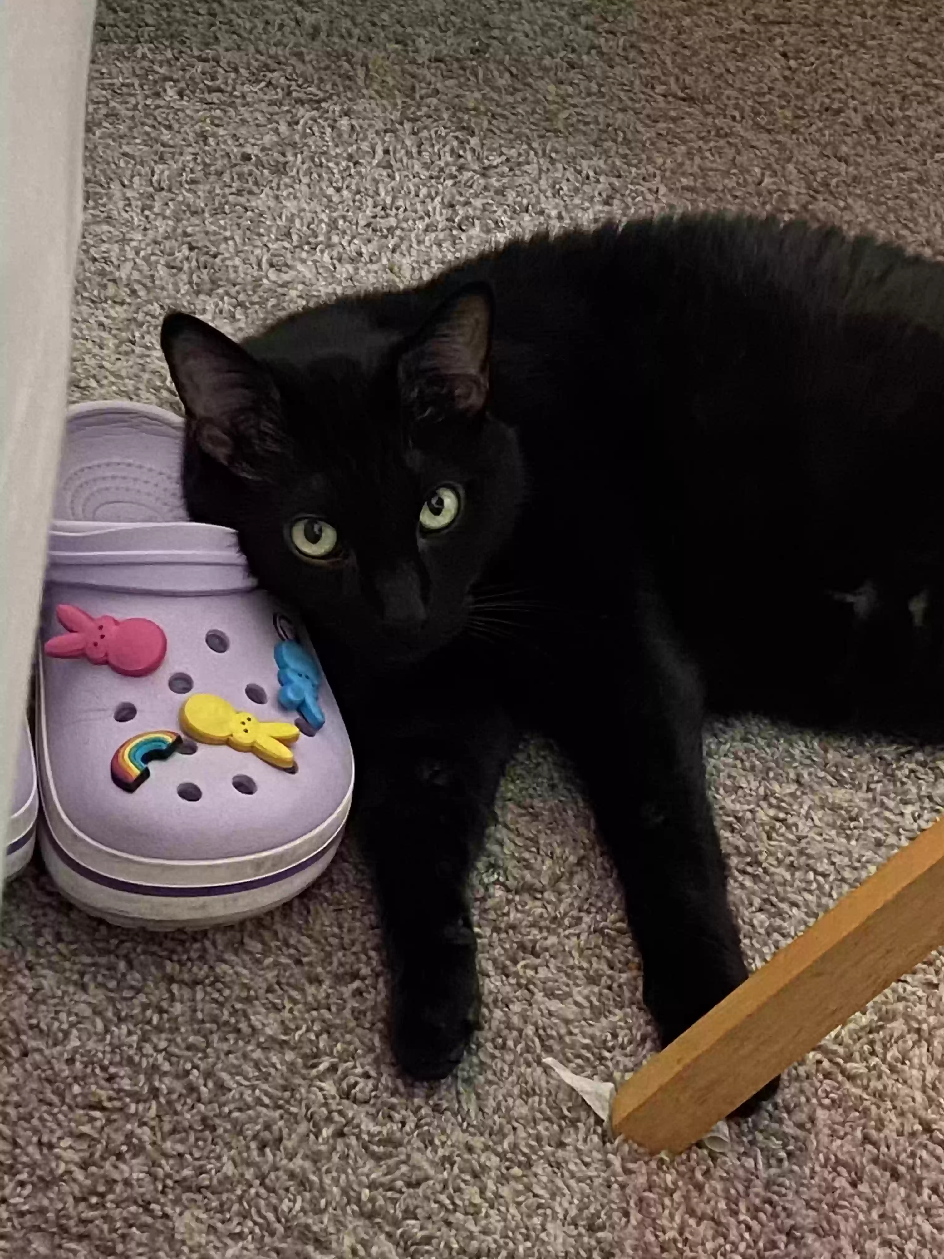 adoptable Cat in Huntington Beach,CA named Rex