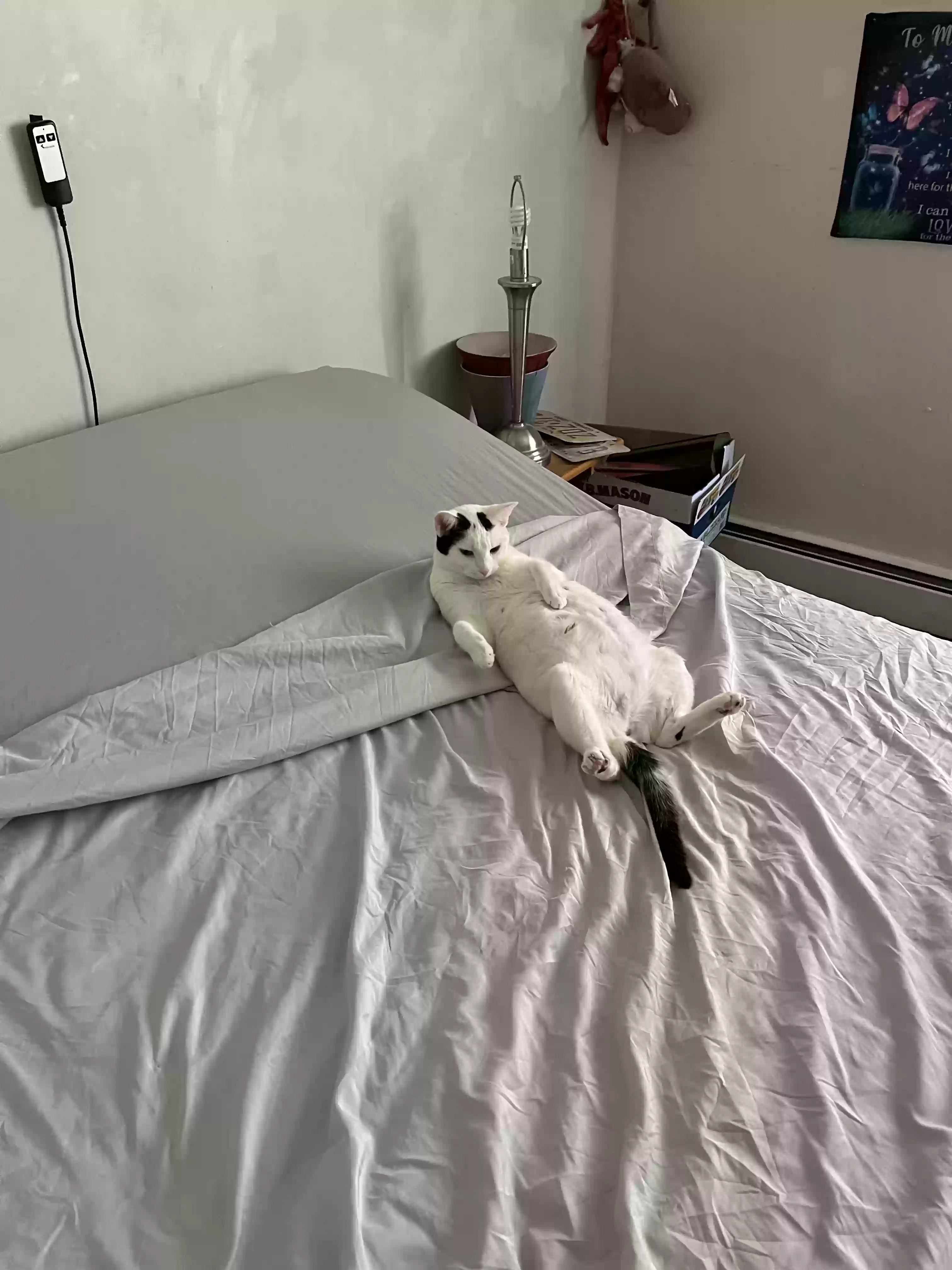 adoptable Cat in Blackwood,NJ named Junior