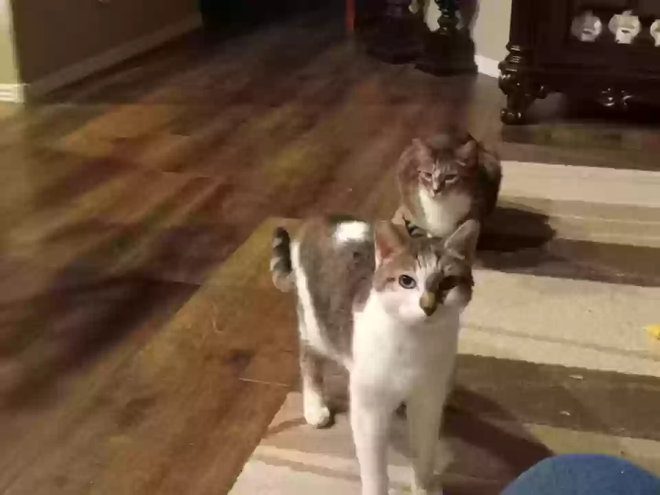adoptable Cat in Goodyear,AZ named Oliver and Cash