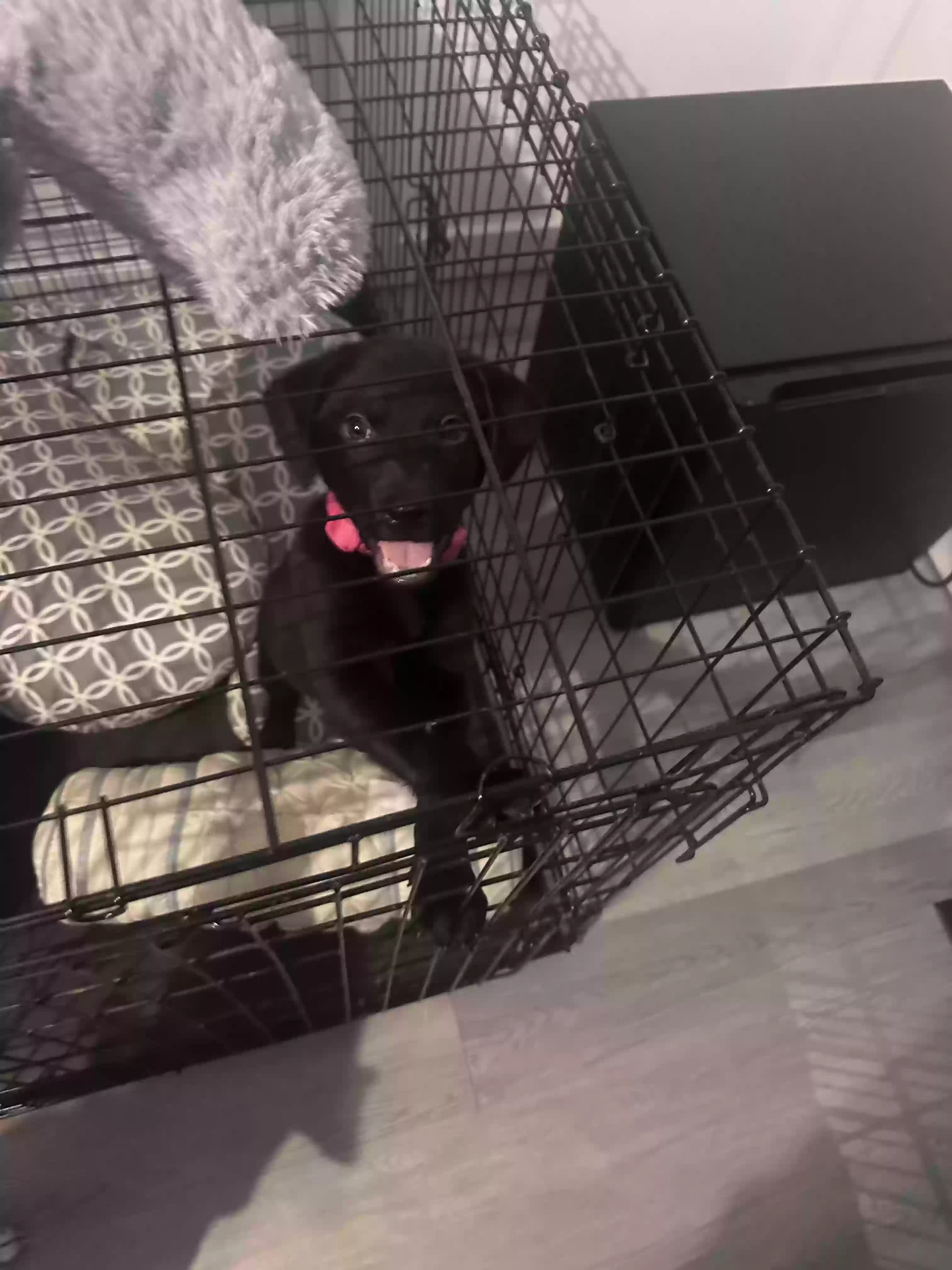 adoptable Dog in Union,KY named Stormie