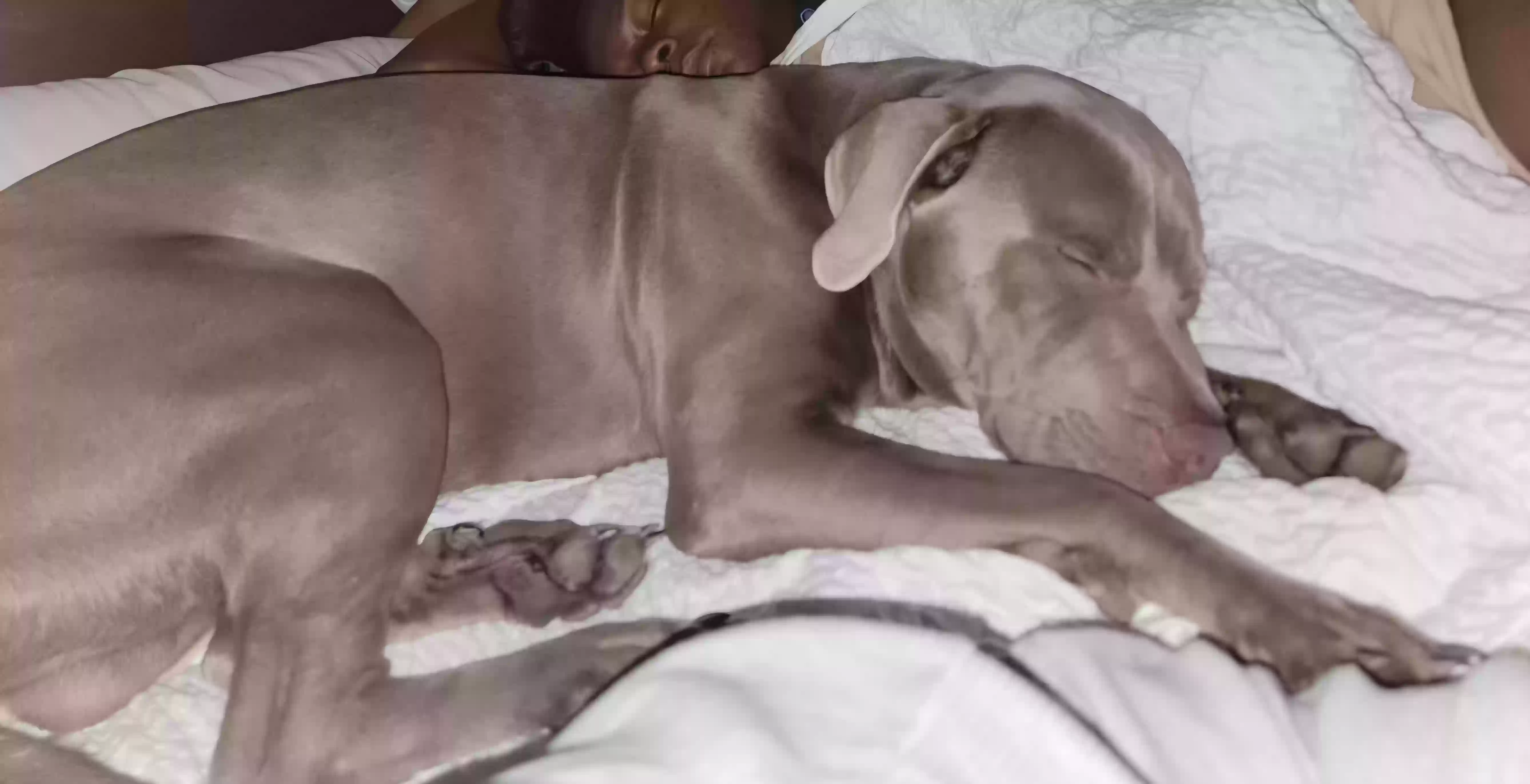 adoptable Dog in Racine,WI named Papi
