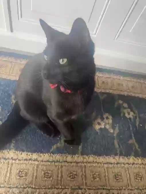 adoptable Cat in Vernon Rockville,CT named Bagheera