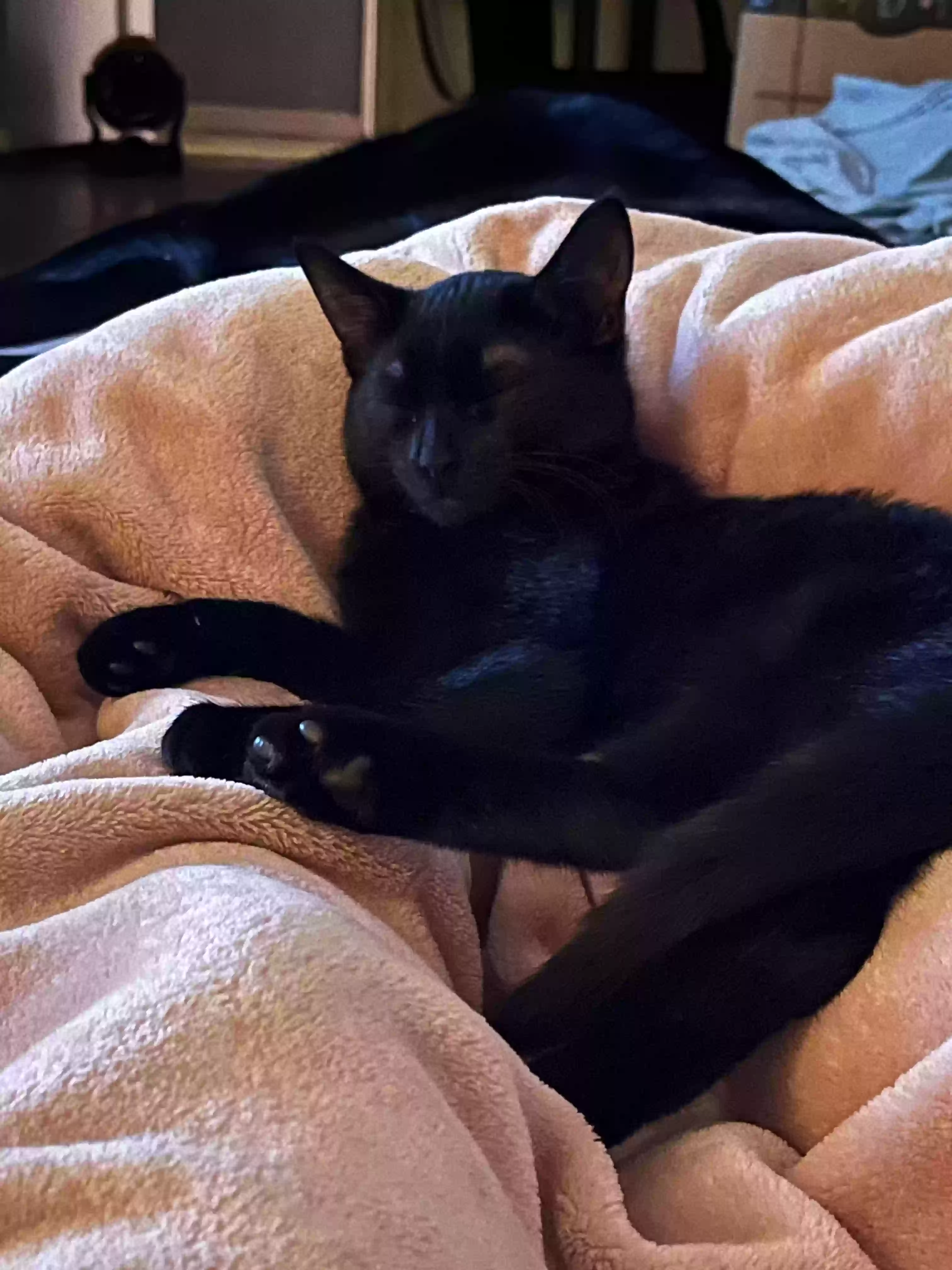 adoptable Cat in Houston,TX named Luna