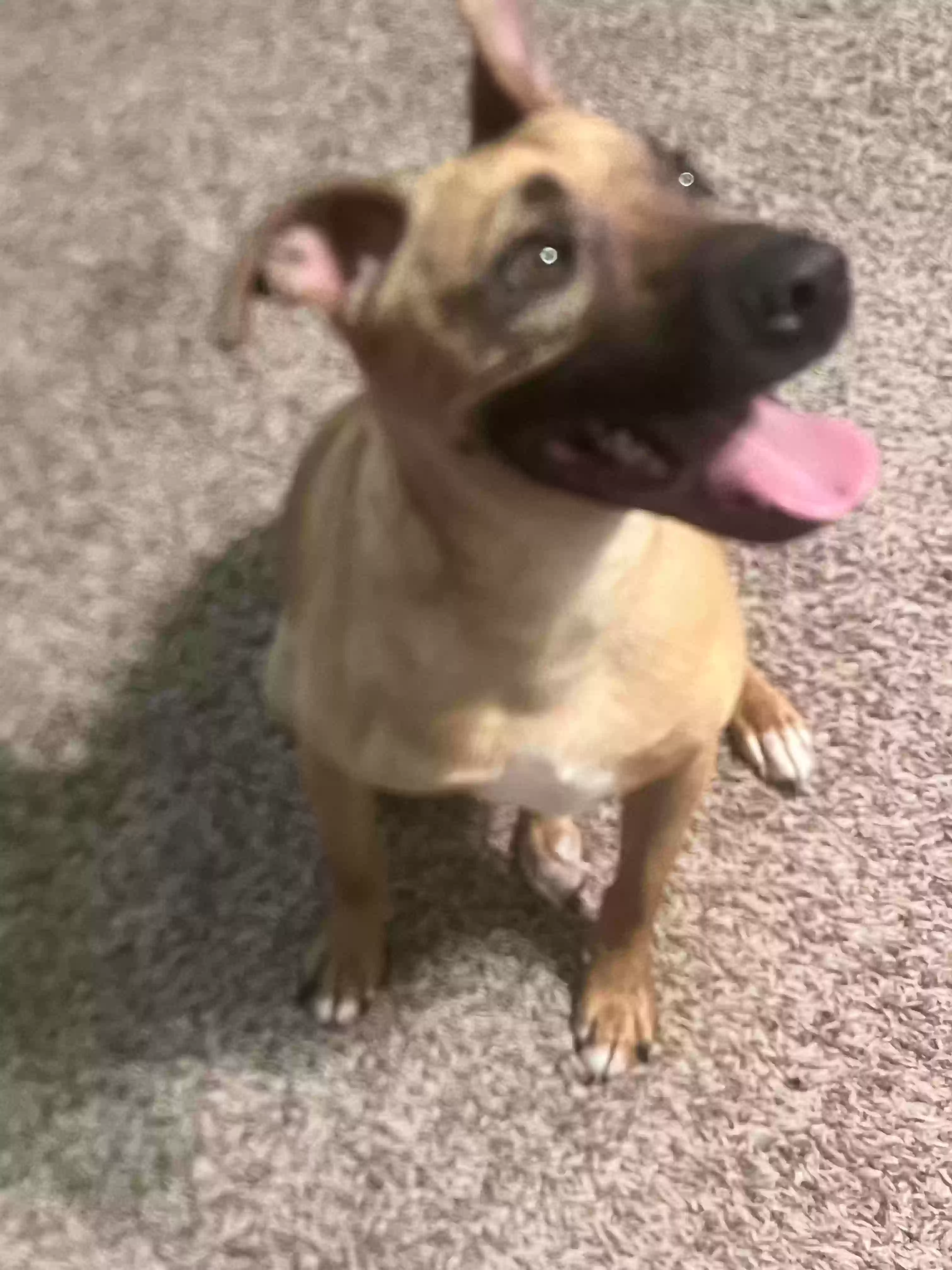 adoptable Dog in Jonesboro,GA named Clyde