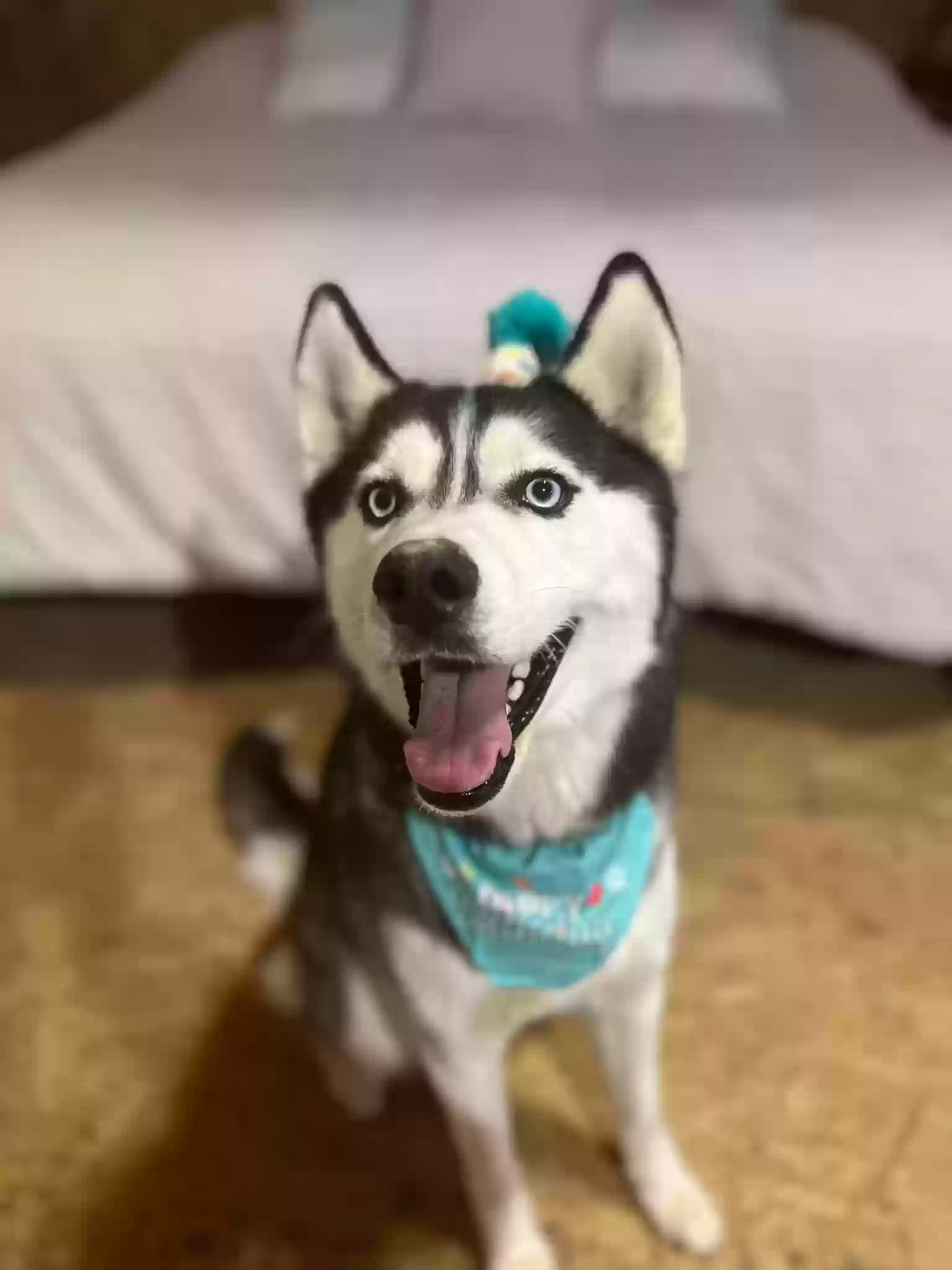 adoptable Dog in La Fayette,GA named Wetzel