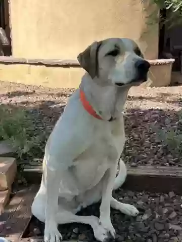 adoptable Dog in Prescott,AZ named Harper
