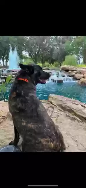 adoptable Dog in Missouri City,TX named brandy