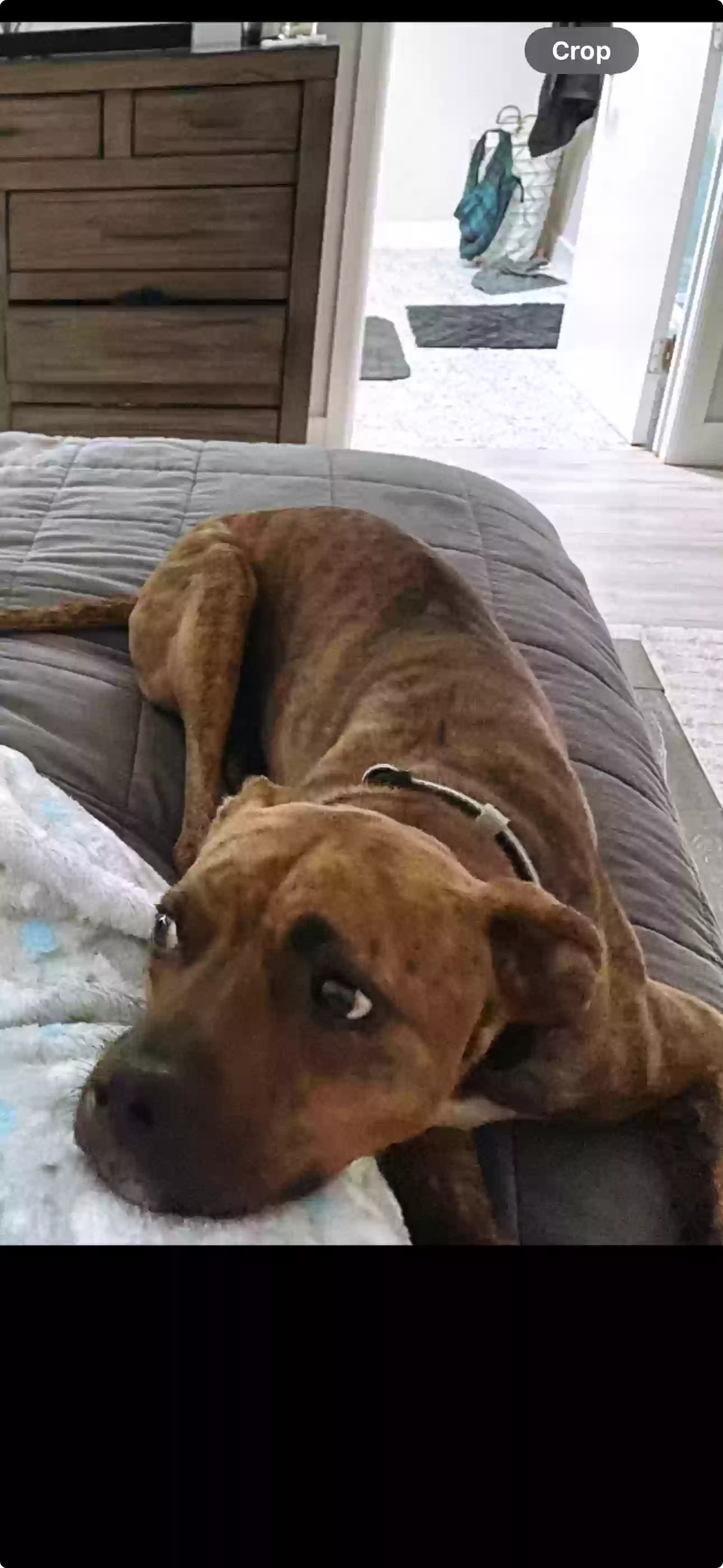 adoptable Dog in Riverside,CA named Sadie