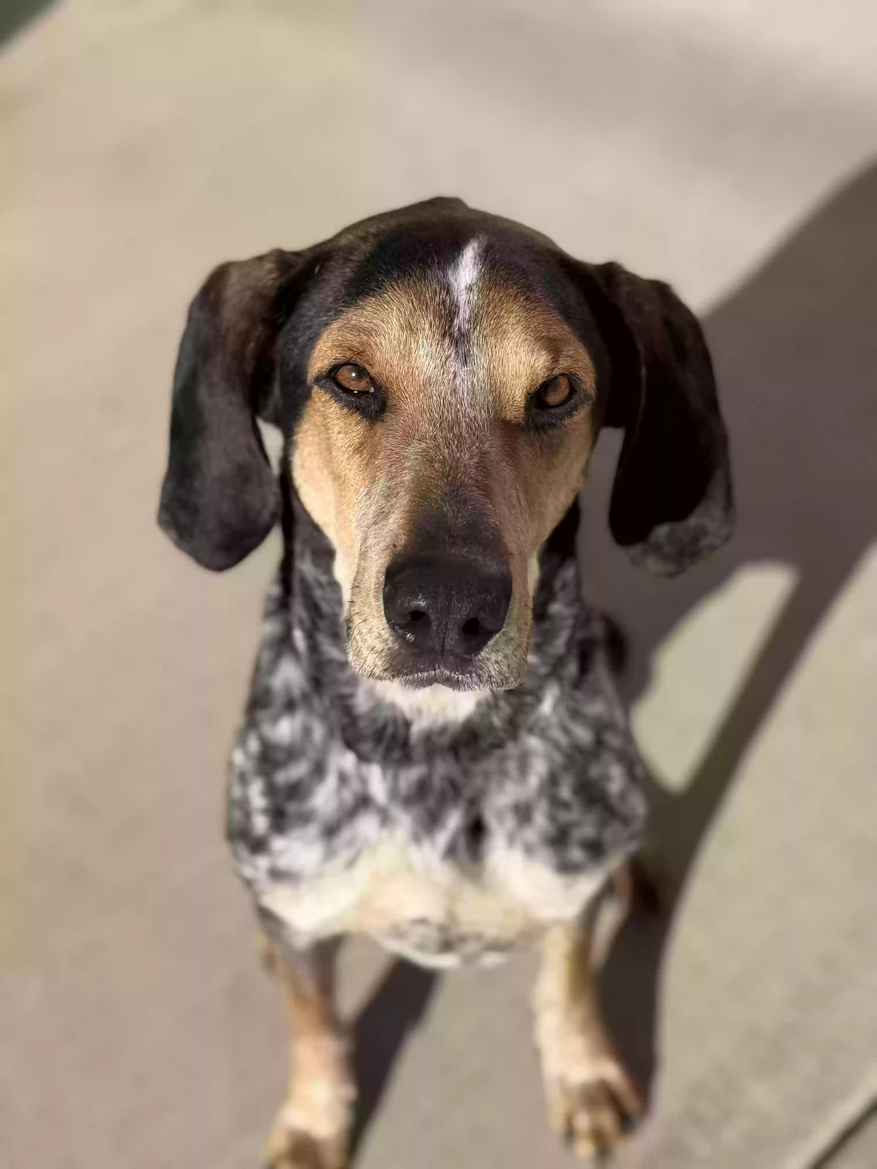 adoptable Dog in Tucson,AZ named