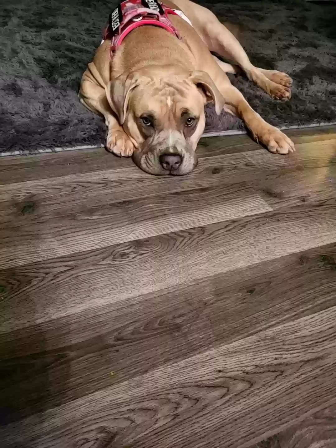 adoptable Dog in Reynoldsburg,OH named Daisy