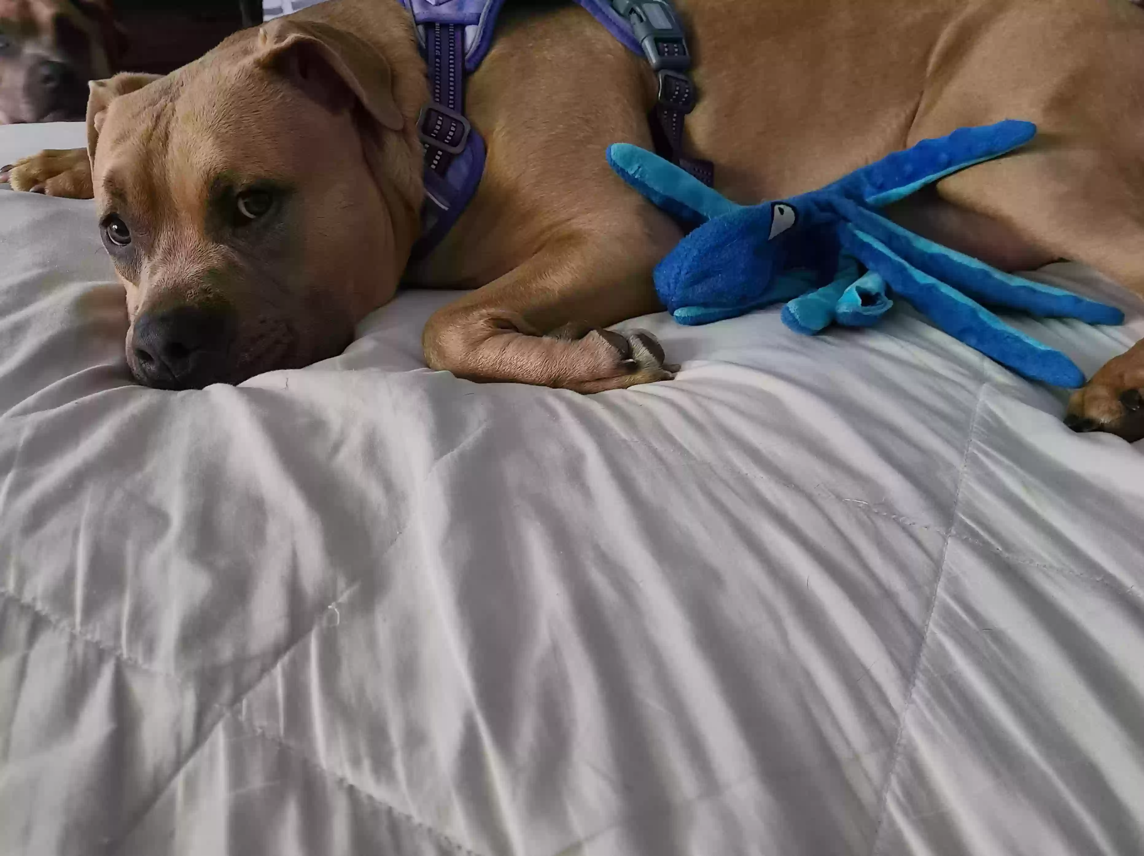 adoptable Dog in Reynoldsburg,OH named Honey
