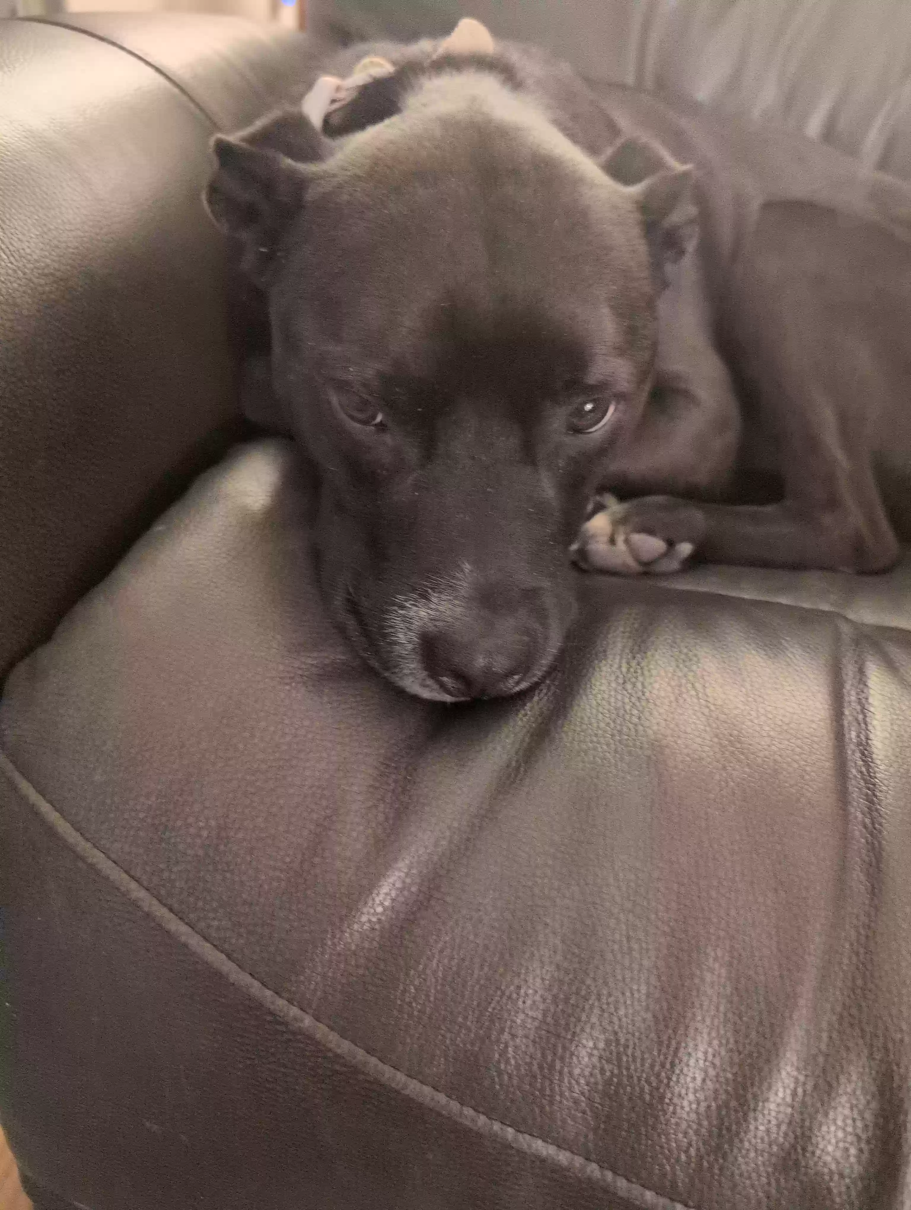 adoptable Dog in Littleton,CO named Major