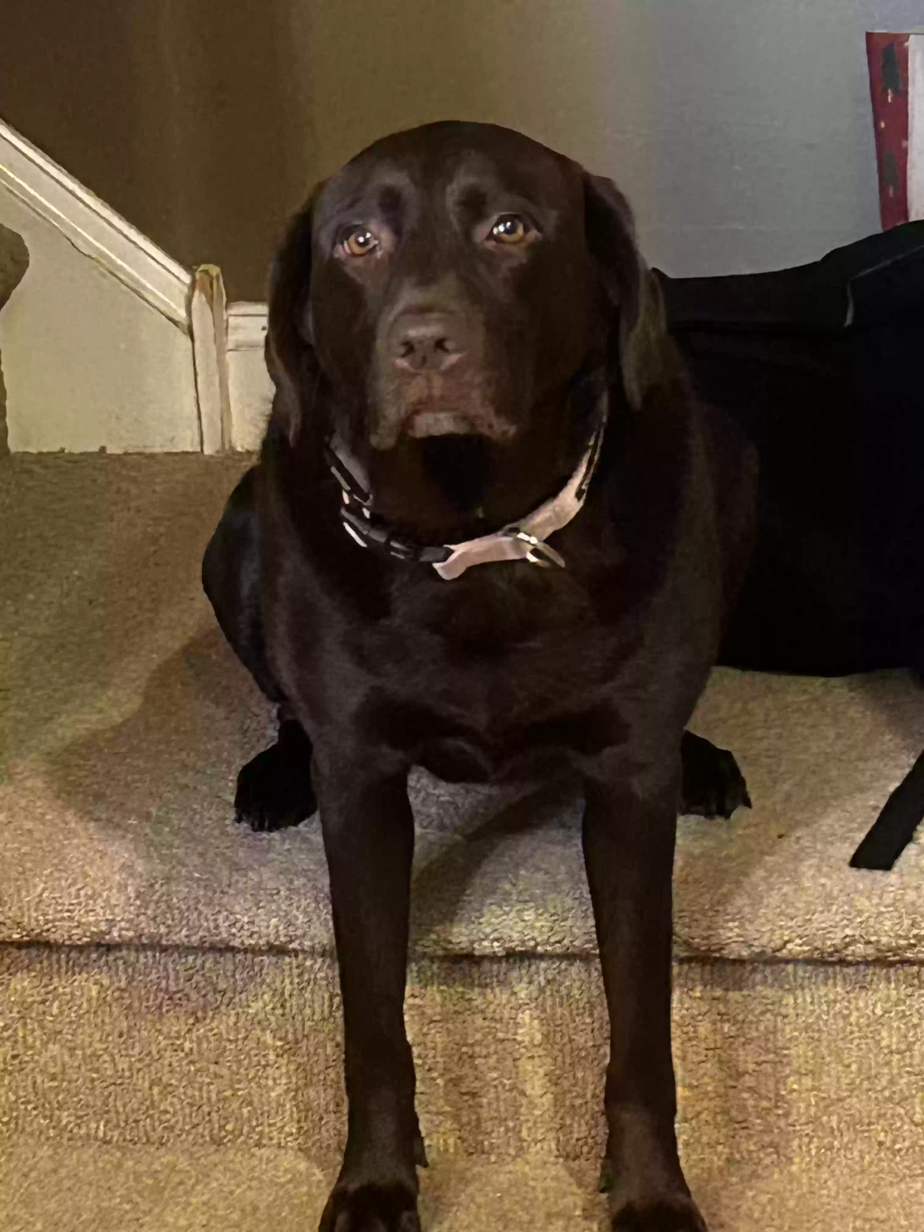 adoptable Dog in Mullica Hill,NJ named Daisy