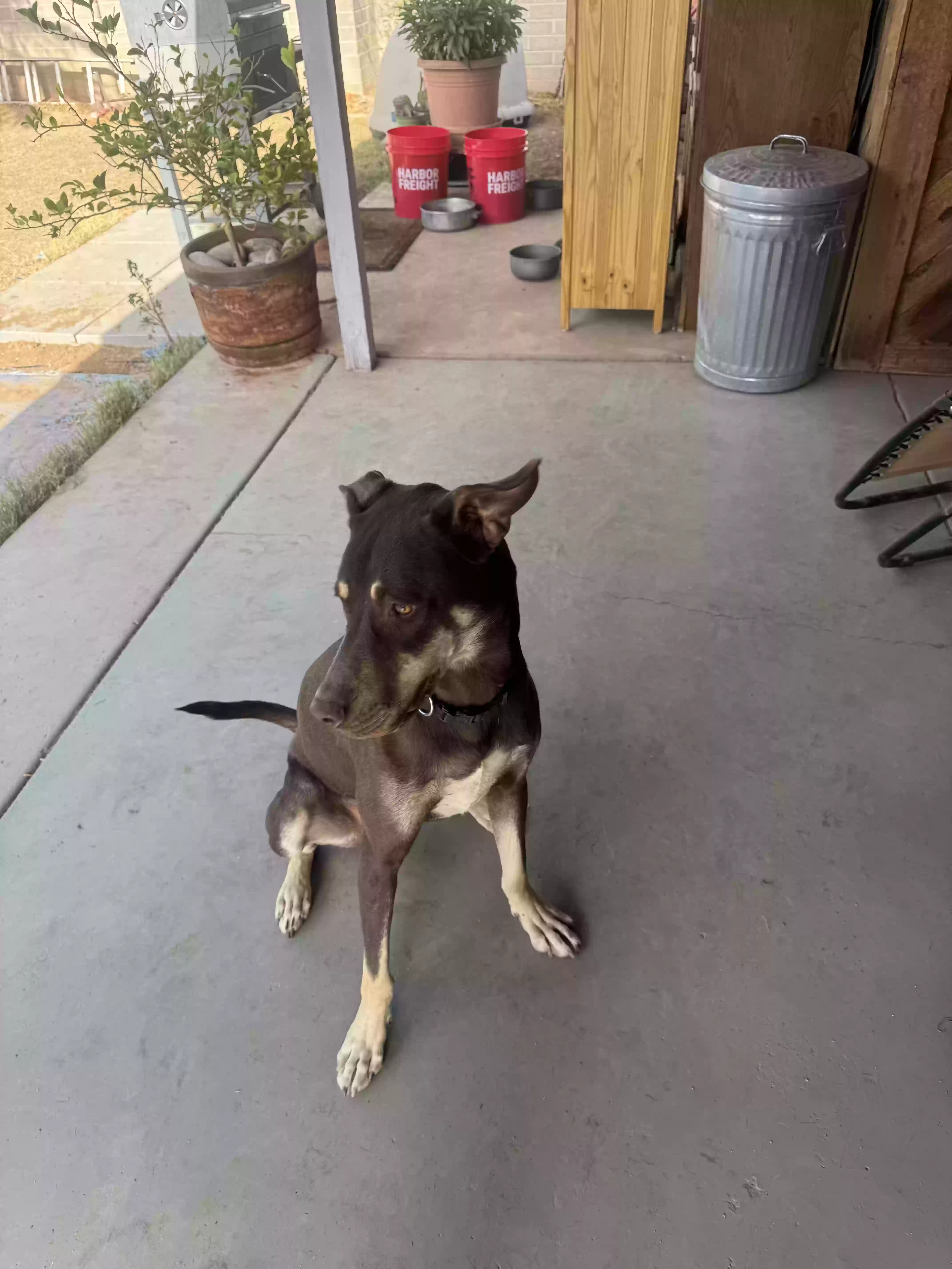 adoptable Dog in Tucson,AZ named JaxMan