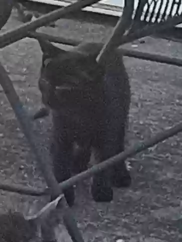 adoptable Cat in Jamaica,NY named kitten2