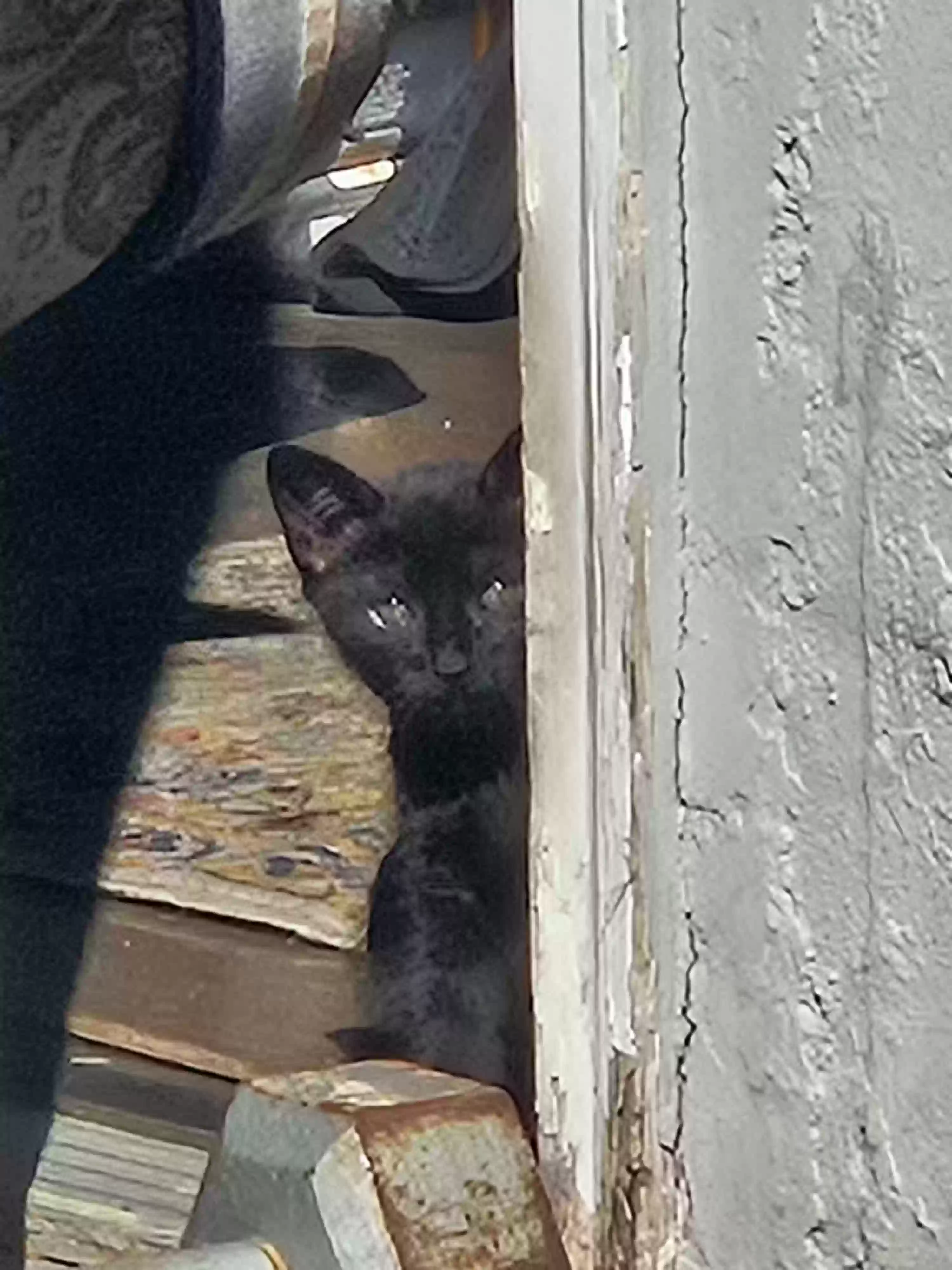 adoptable Cat in Jamaica,NY named kitten1