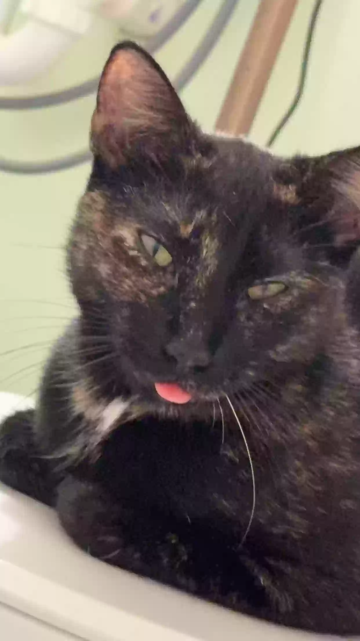 adoptable Cat in Brookhaven,MS named Salem