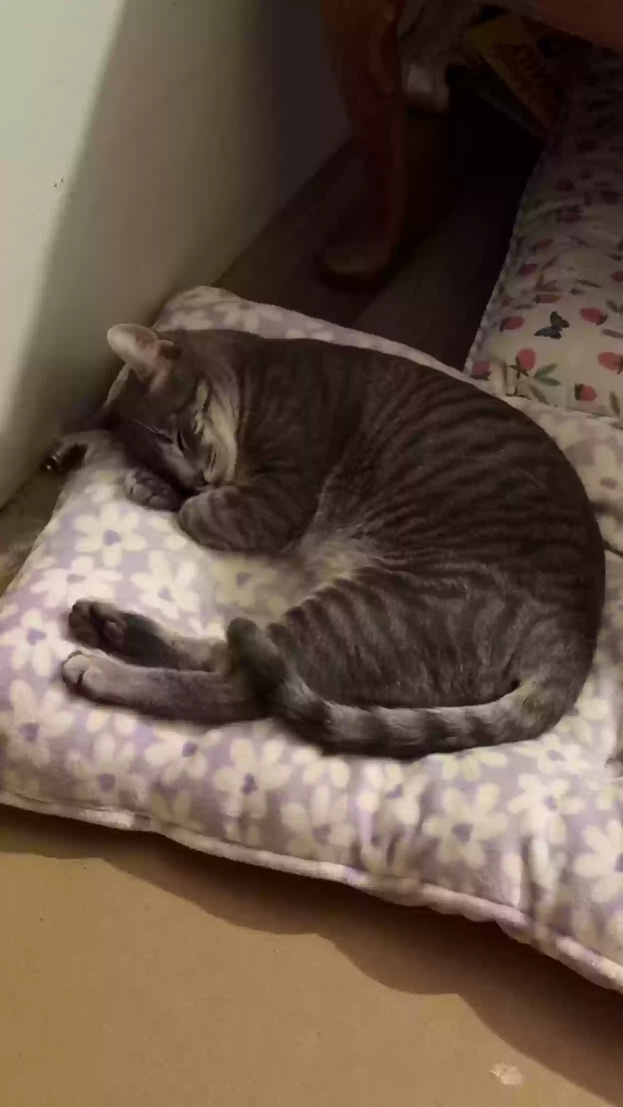 adoptable Cat in Brookhaven,MS named Alvie