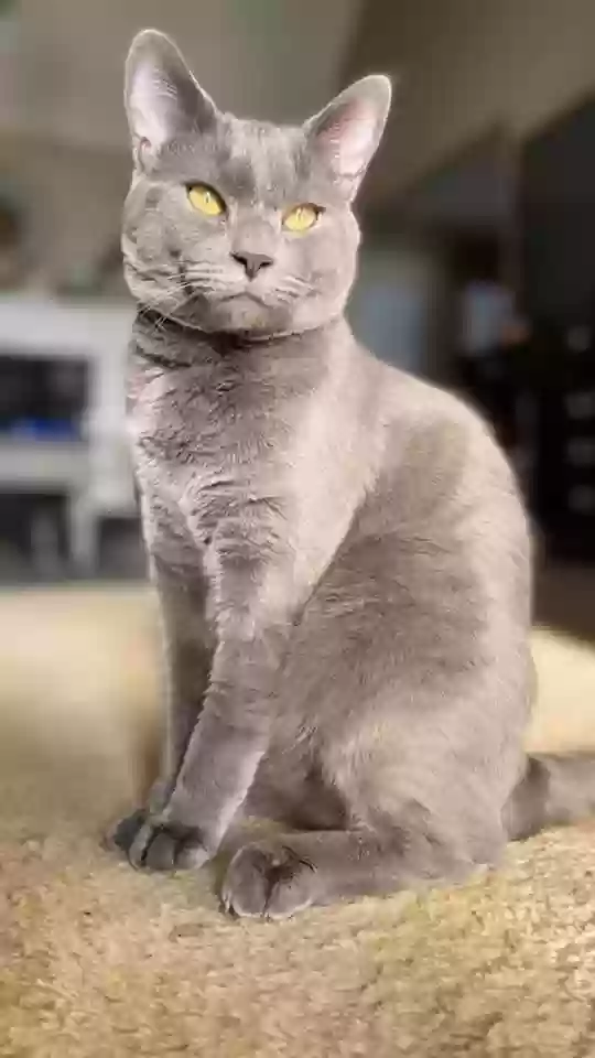 adoptable Cat in Dallas,GA named Benny