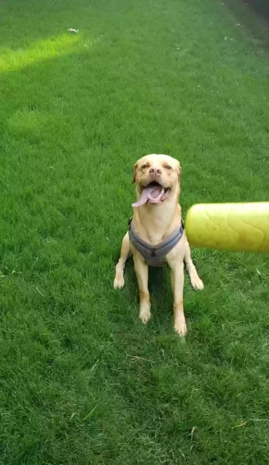 adoptable Dog in Marietta,GA named
