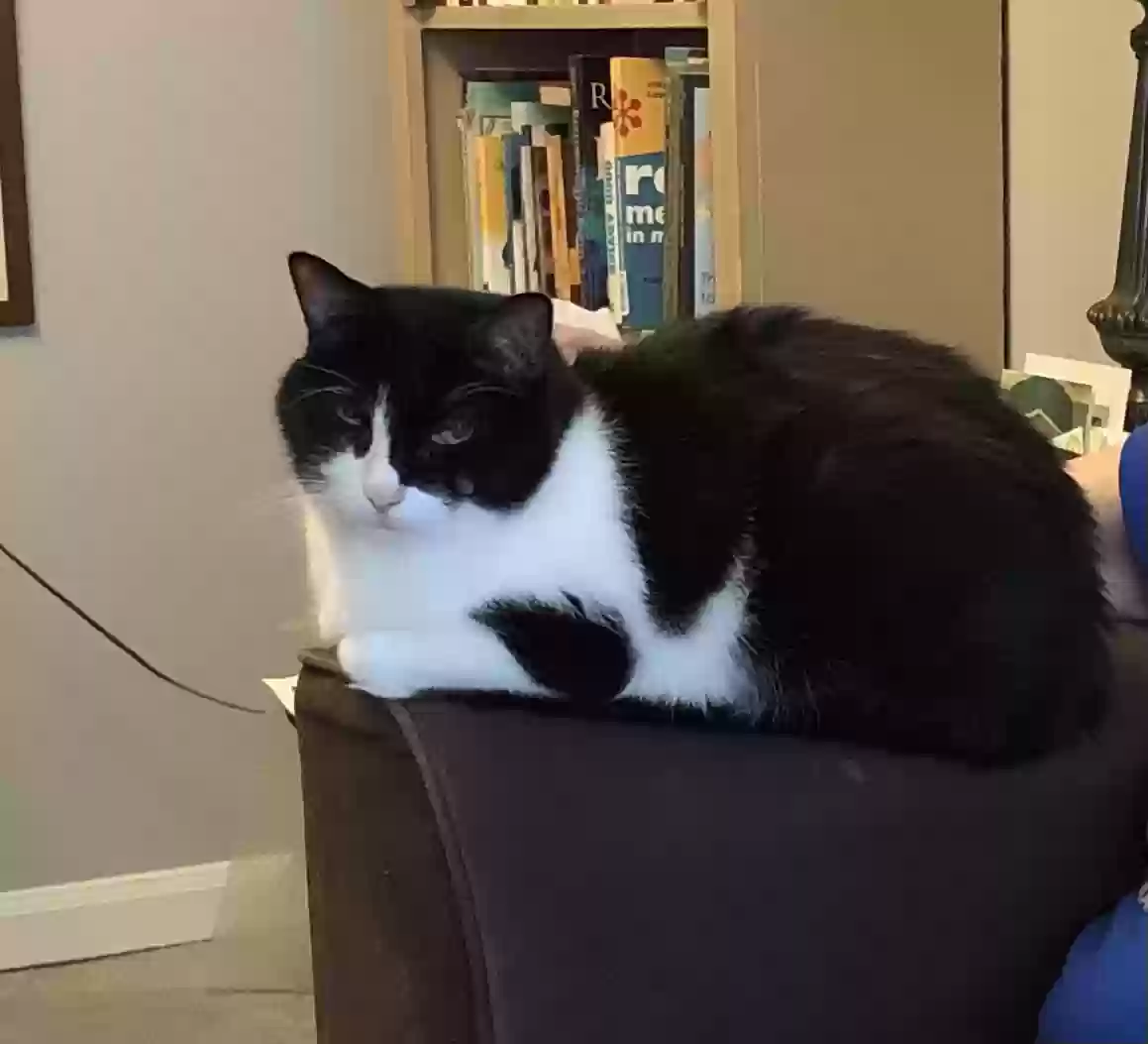 adoptable Cat in Lincolnwood,IL named Zander