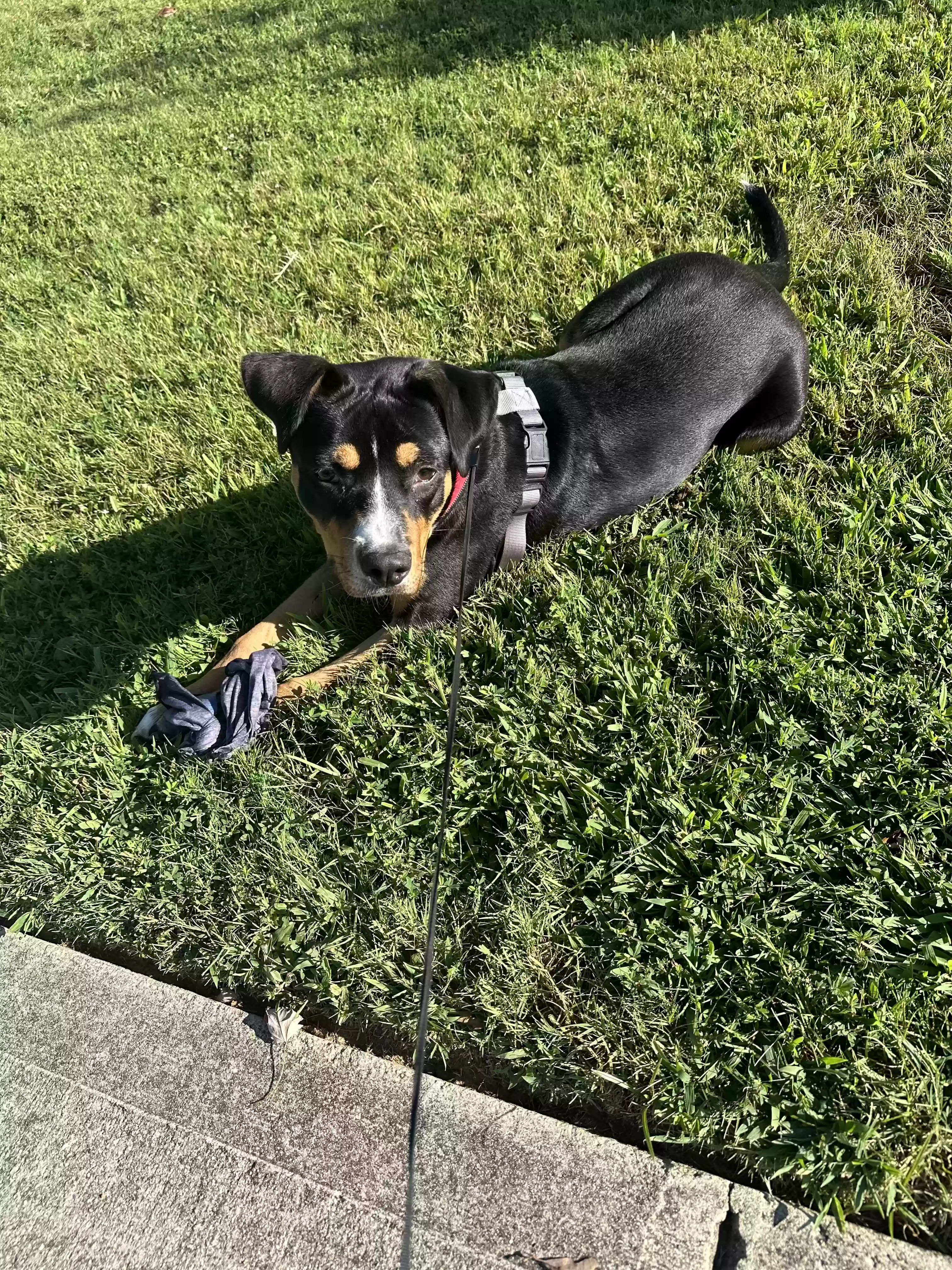 adoptable Dog in Dacula,GA named Cookie