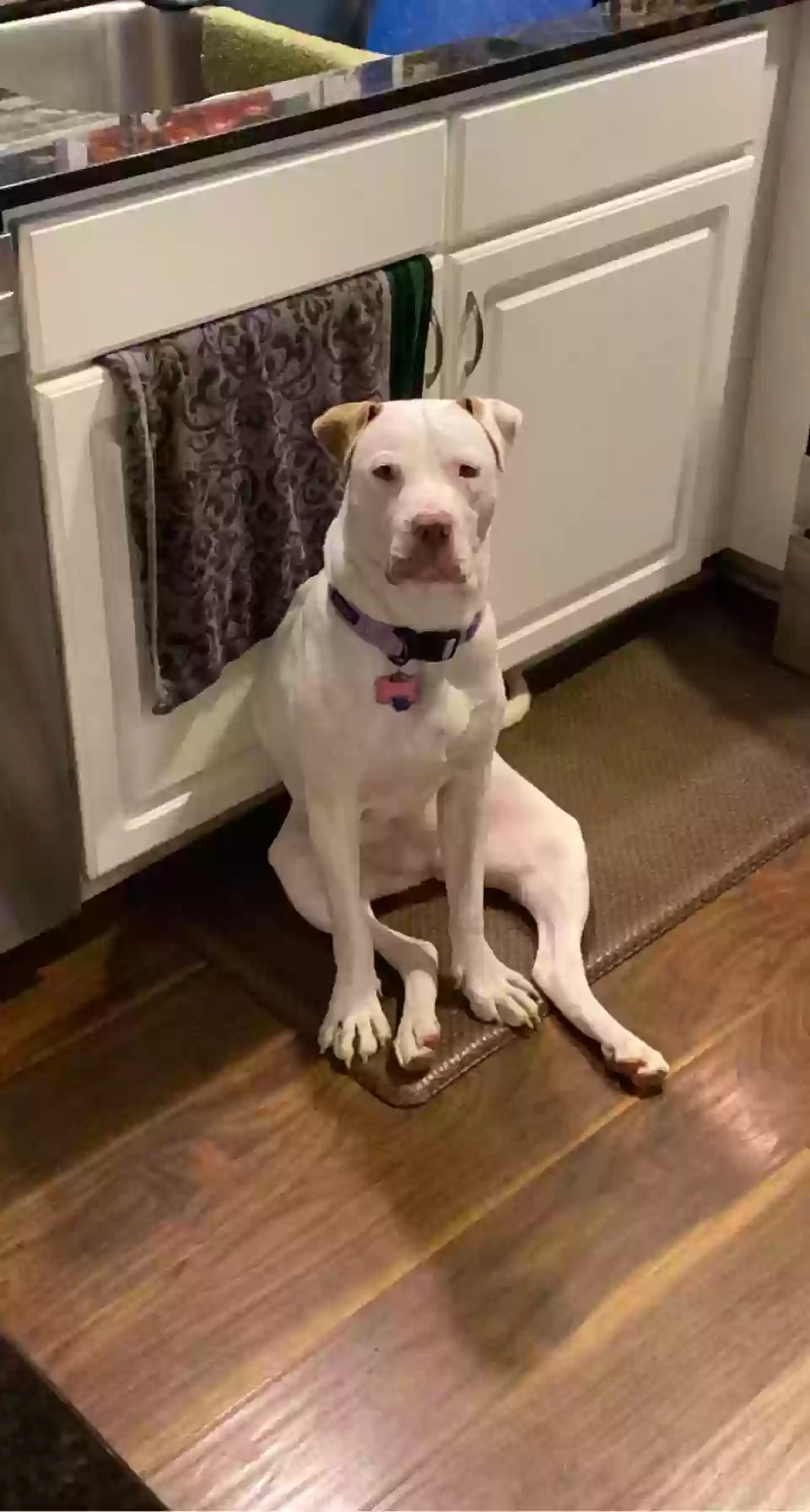 adoptable Dog in Woodstock,GA named Sunny Bun