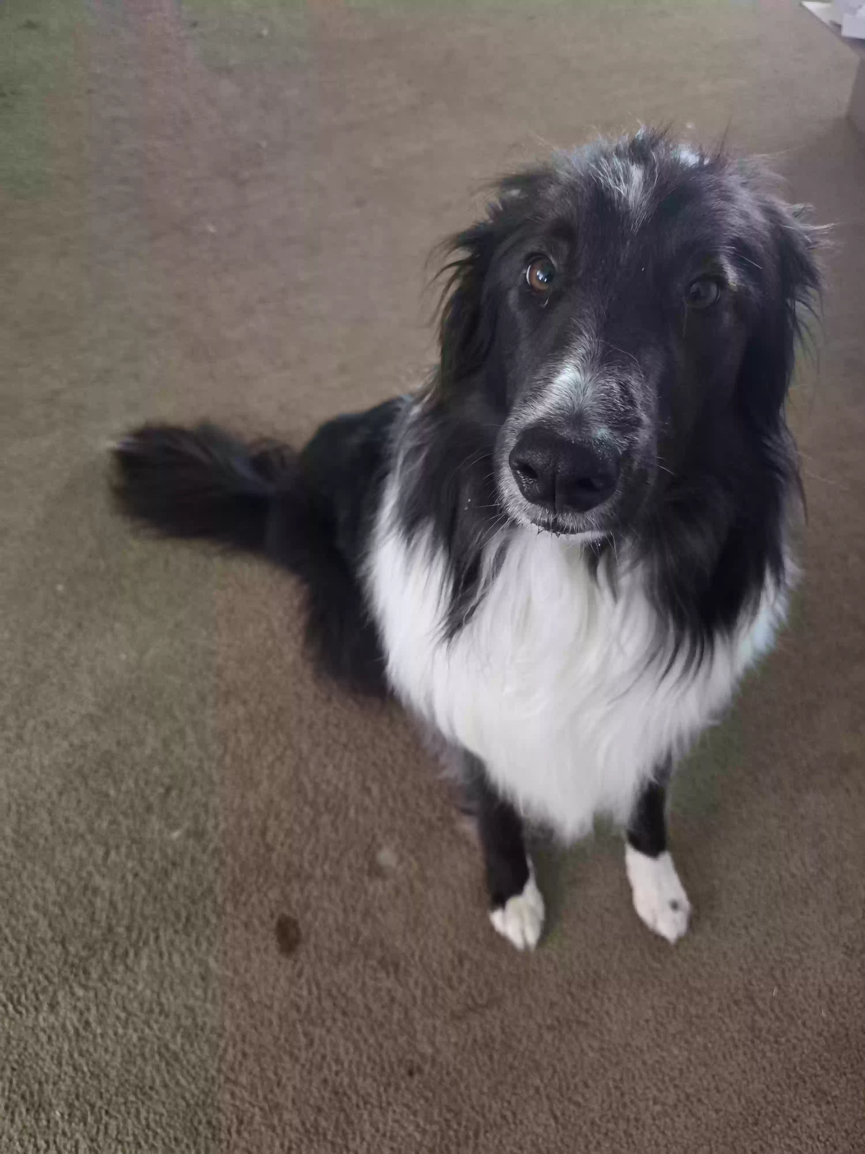 adoptable Dog in Meridian,ID named Zephyr