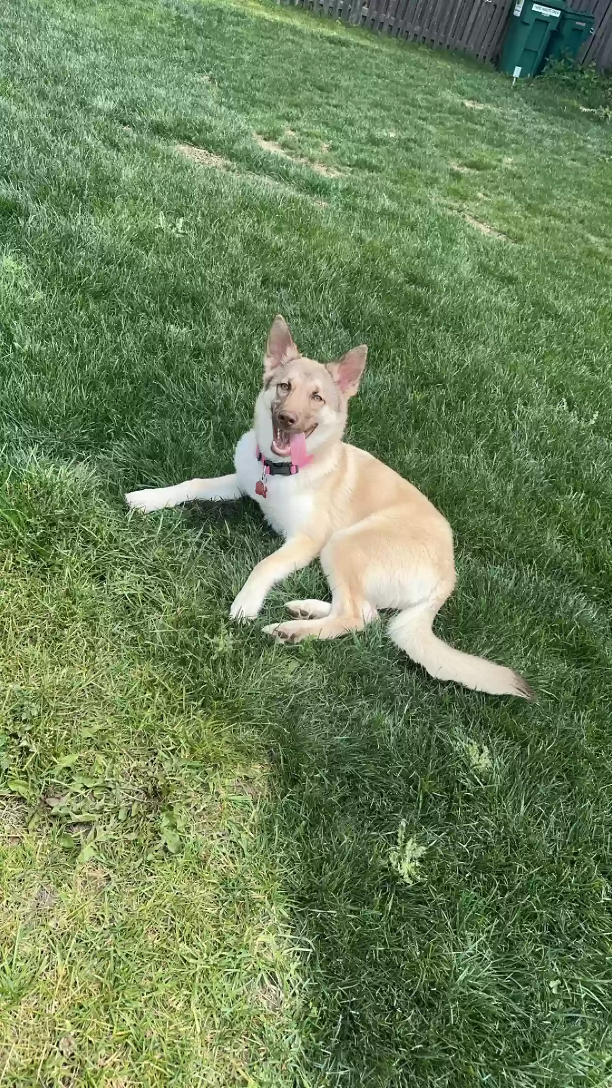 adoptable Dog in Plainfield,IL named Kallie