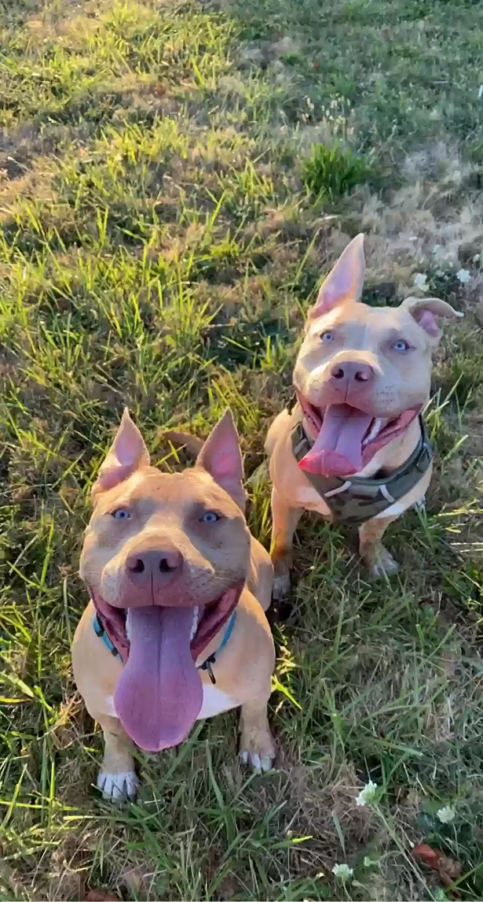 adoptable Dog in Salem,OR named Moose and Toki