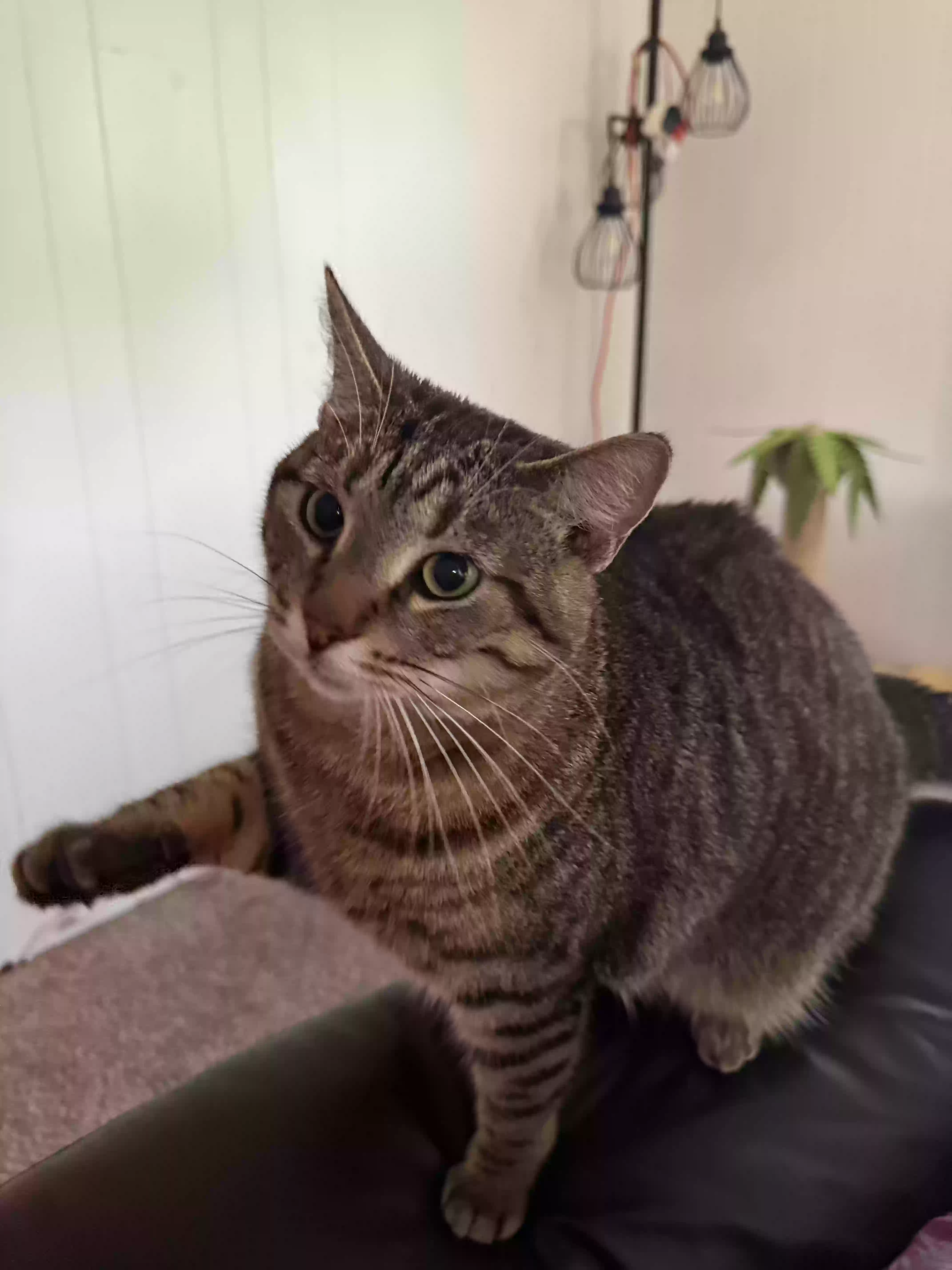 adoptable Cat in Albany,IL named Matilda or TTT