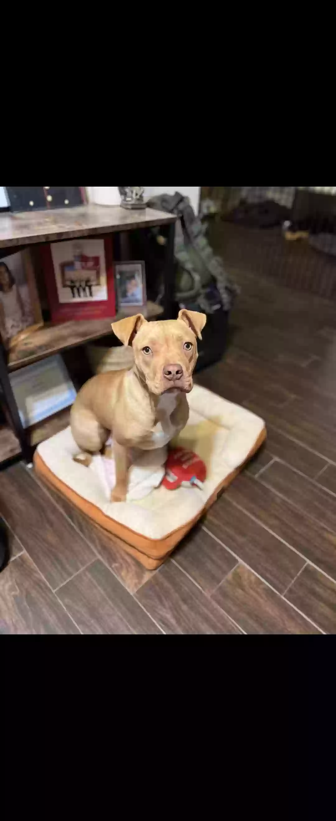 adoptable Dog in San Bernardino,CA named Nala