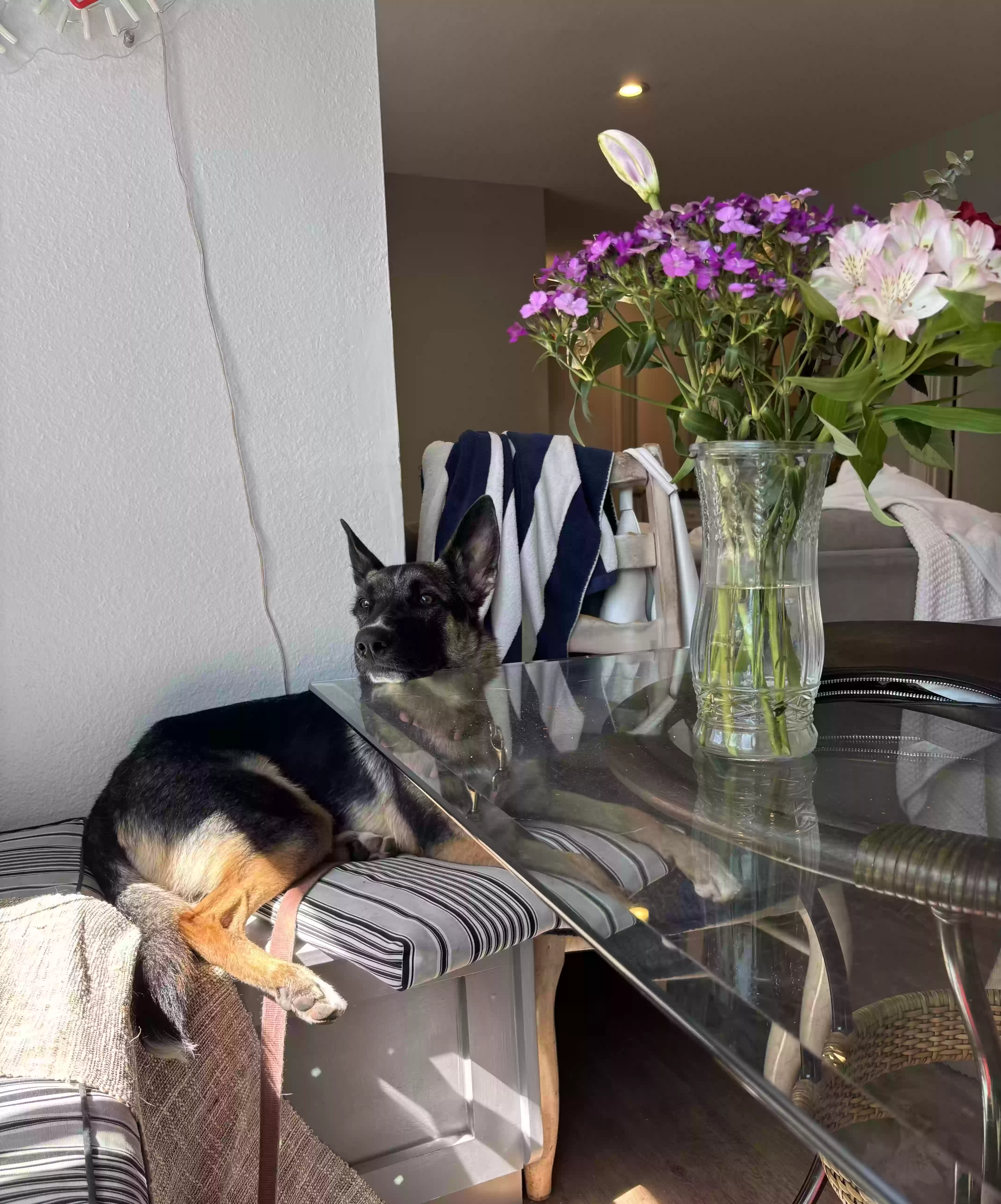 adoptable Dog in Fountain Valley,CA named Goose