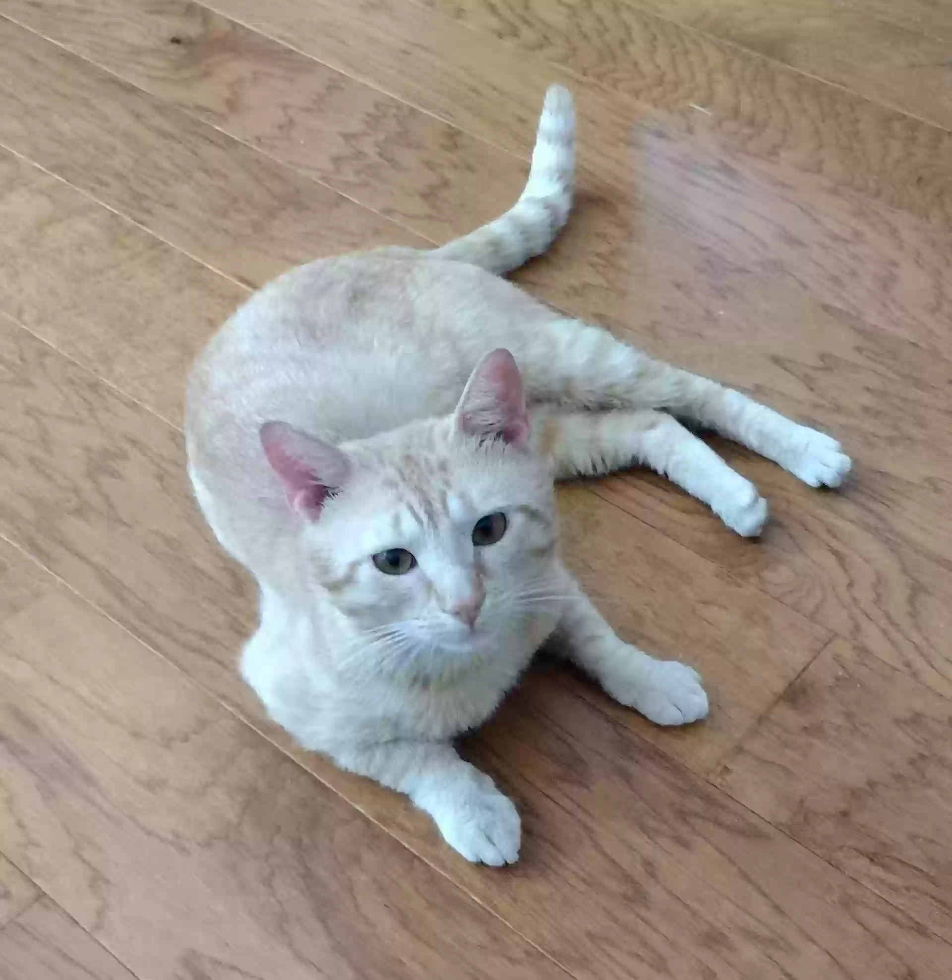 adoptable Cat in Simpsonville,SC named Cleo