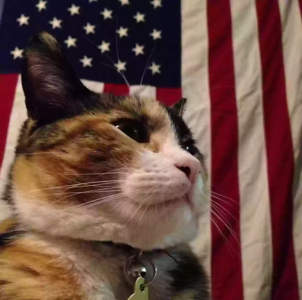 adoptable Cat in Atwater,CA named Luna