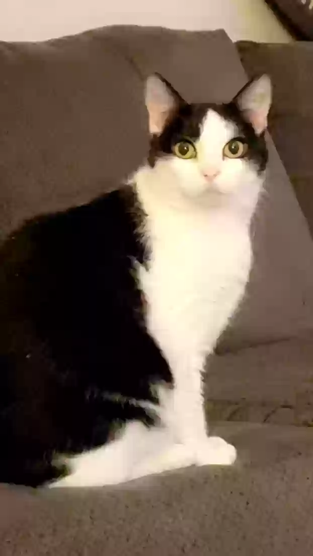 adoptable Cat in Pittsburgh,PA named Sissy