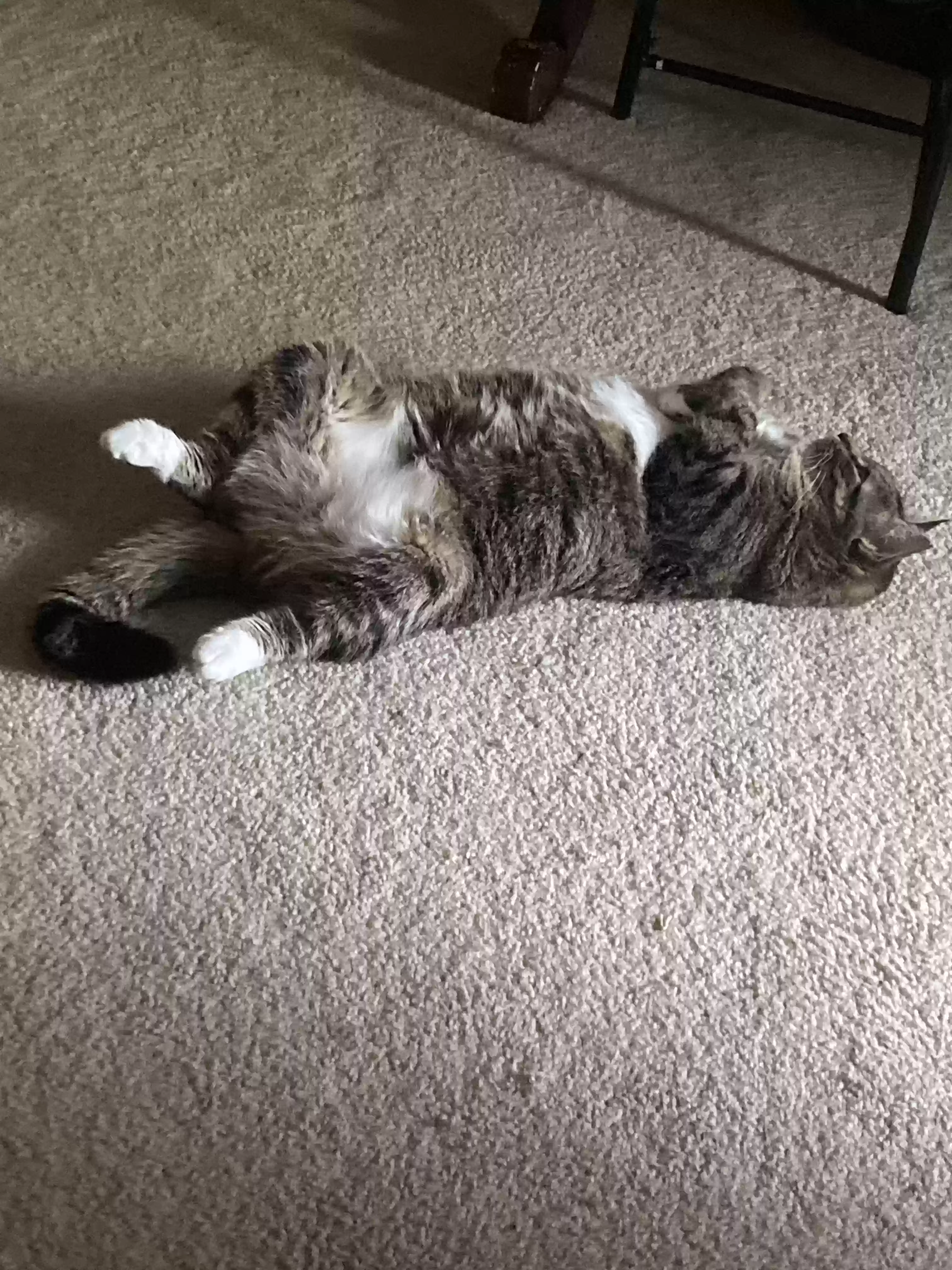 adoptable Cat in Avon,CT named Lucky 🍀