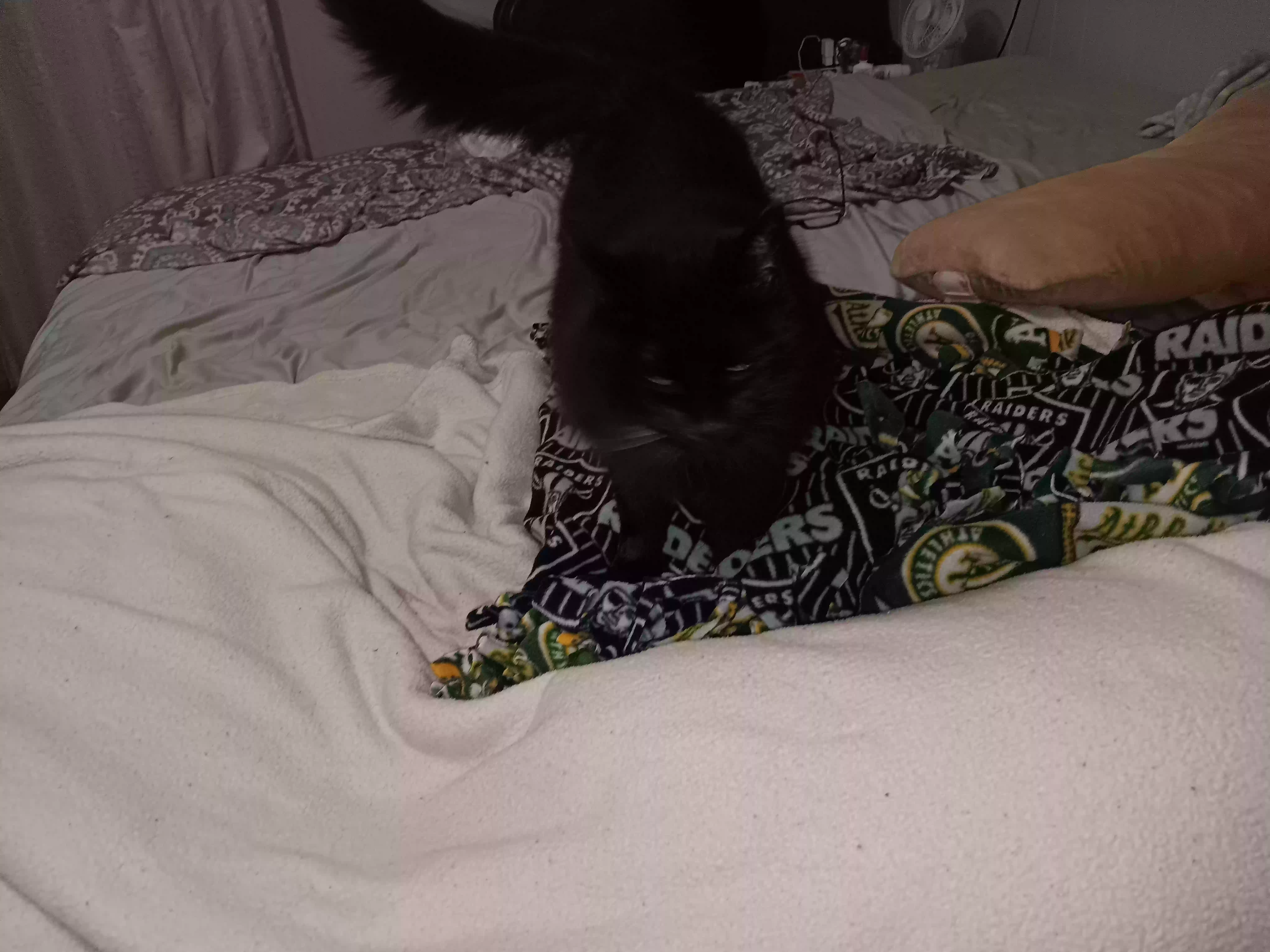 adoptable Cat in Seneca,SC named Toy