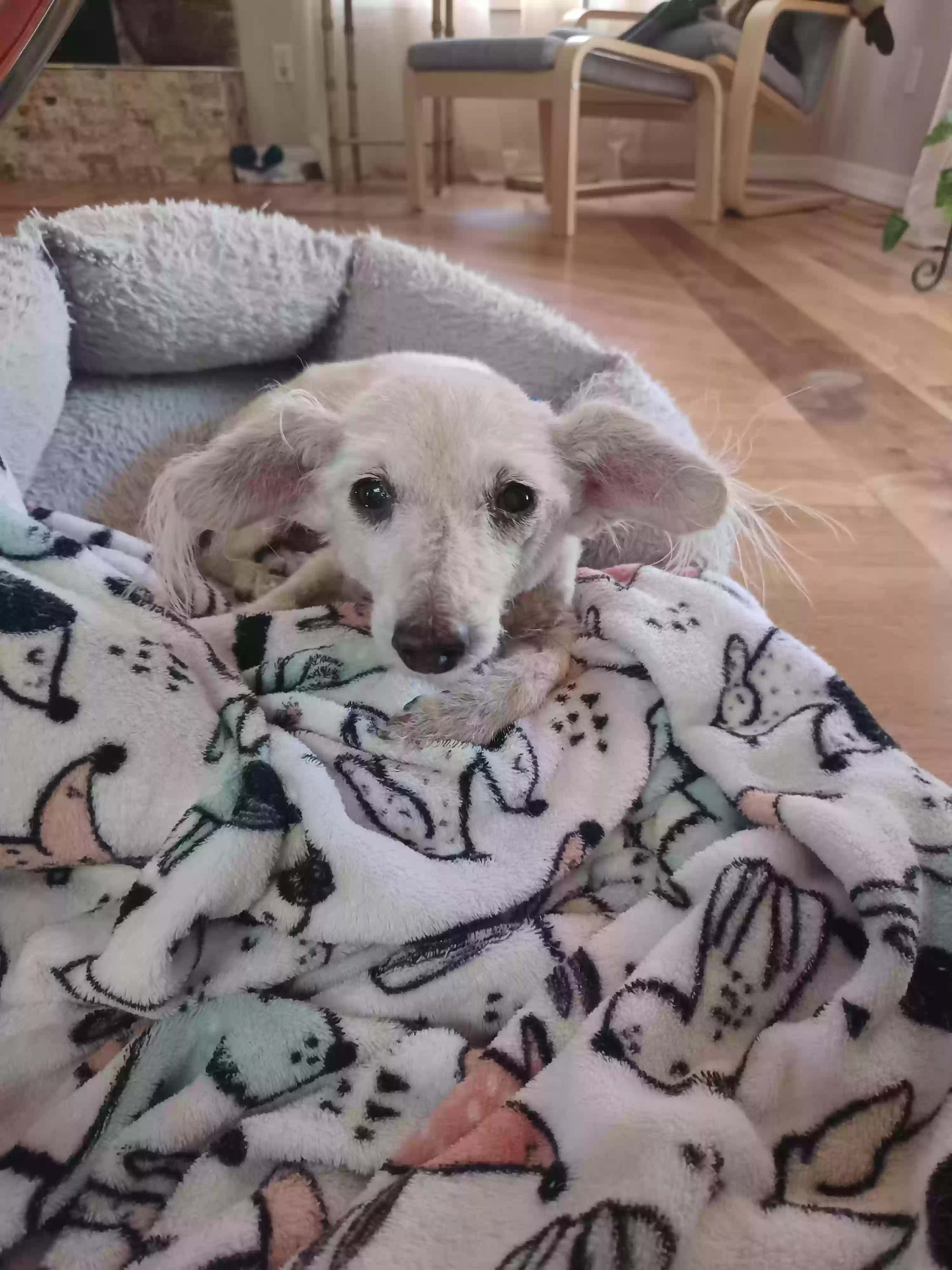 adoptable Dog in Prescott,AZ named Emmi