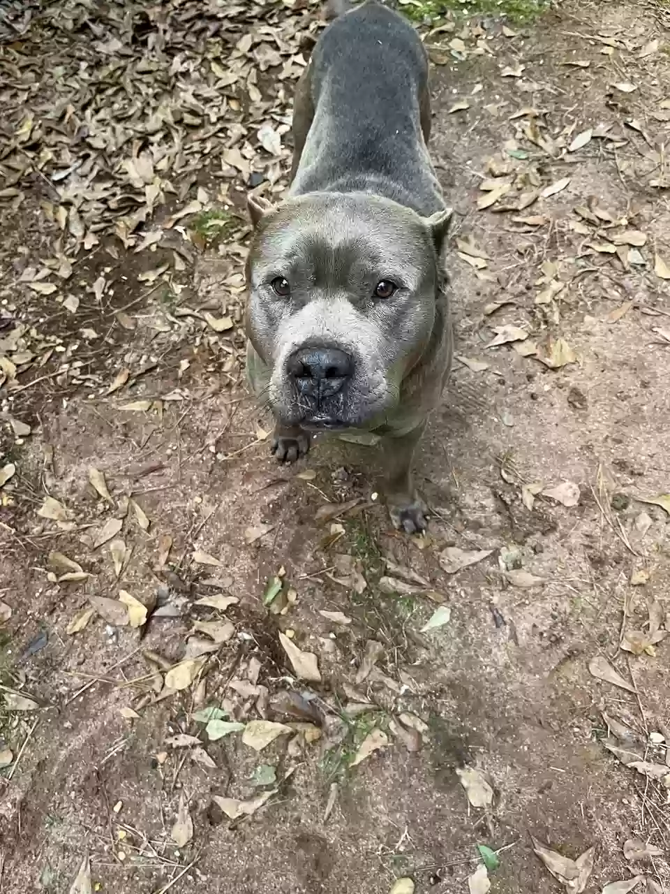 adoptable Dog in Mcdonough,GA named Boris