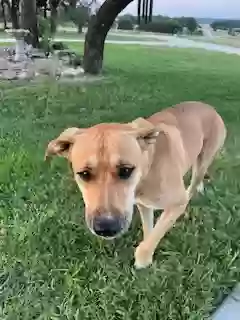 adoptable Dog in Evant,TX named None