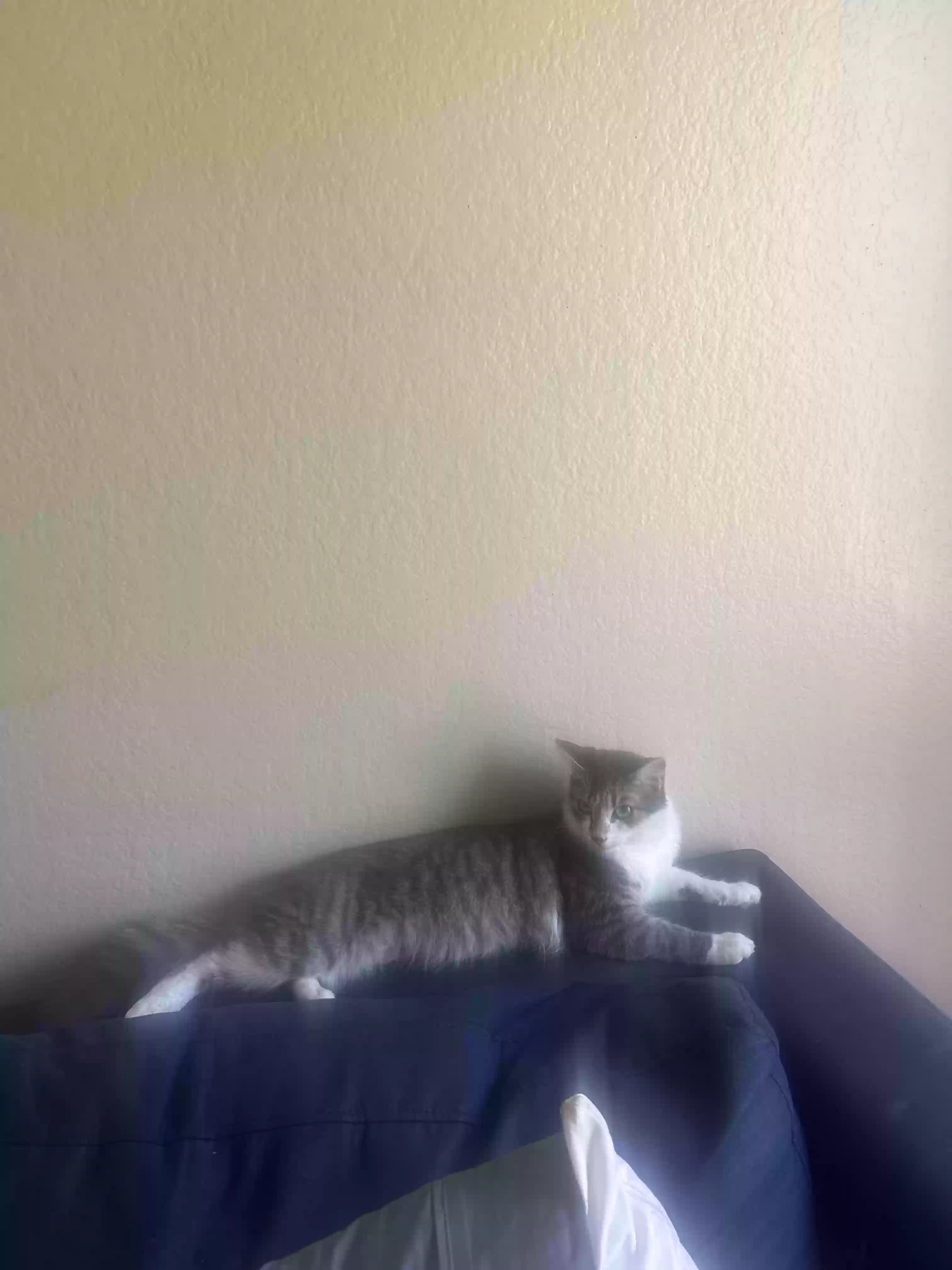adoptable Cat in Lake Forest,CA named Venus