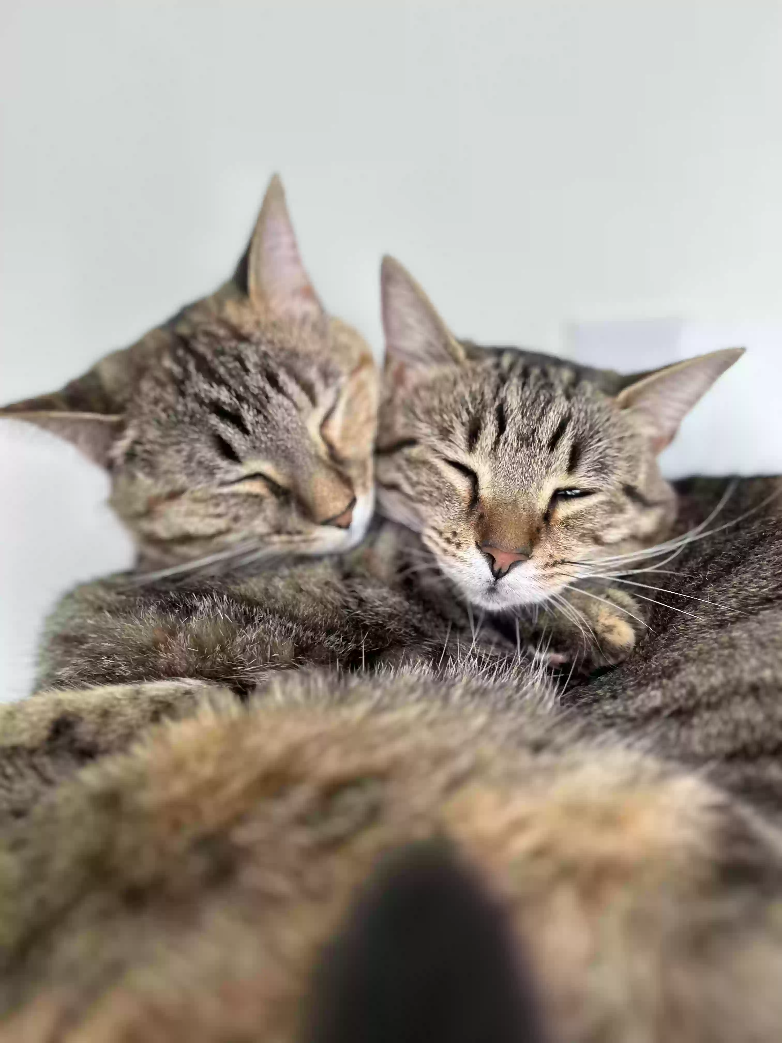 adoptable Cat in Knightdale,NC named Chili and Goose