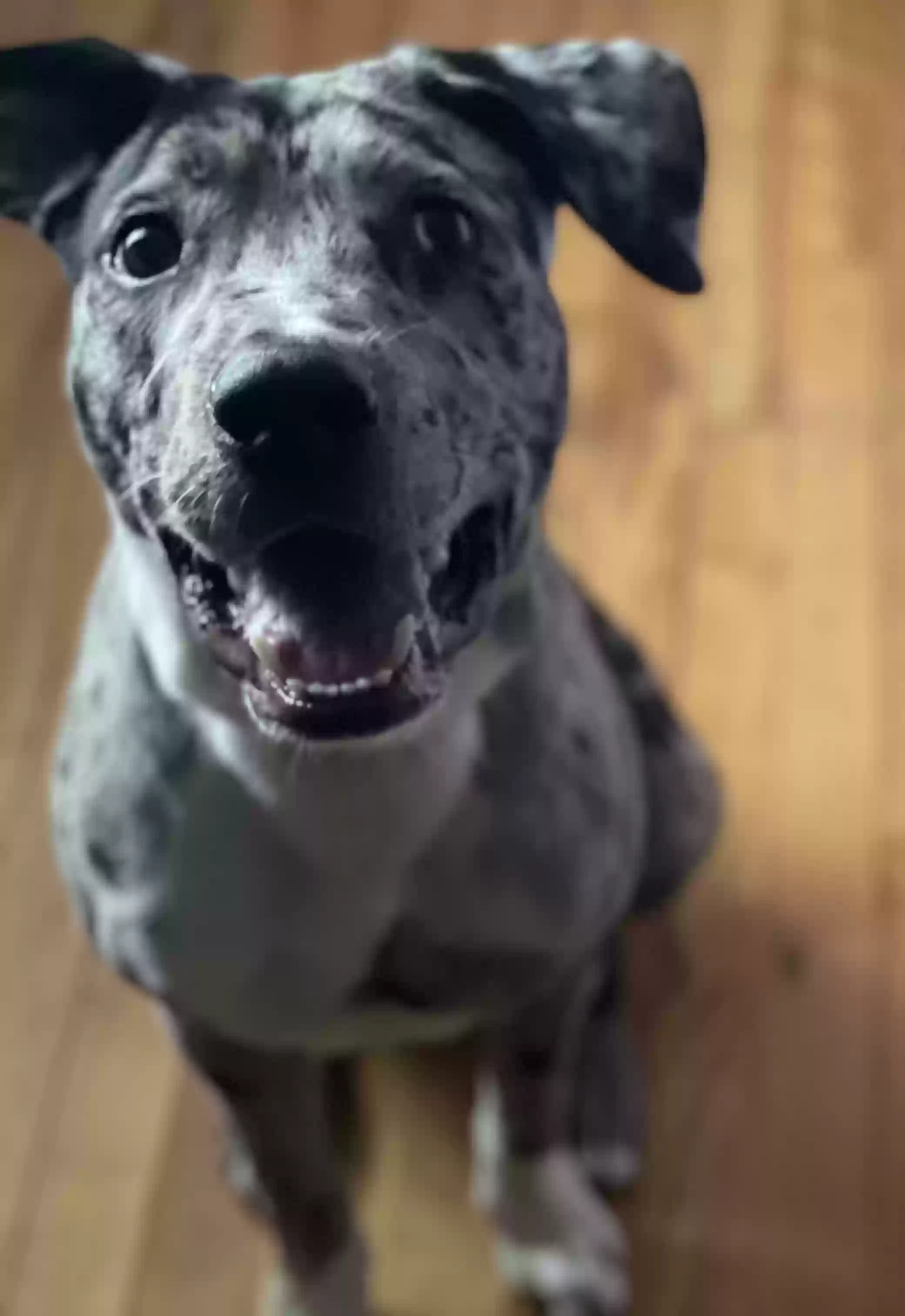 adoptable Dog in Fort Worth,TX named Moses